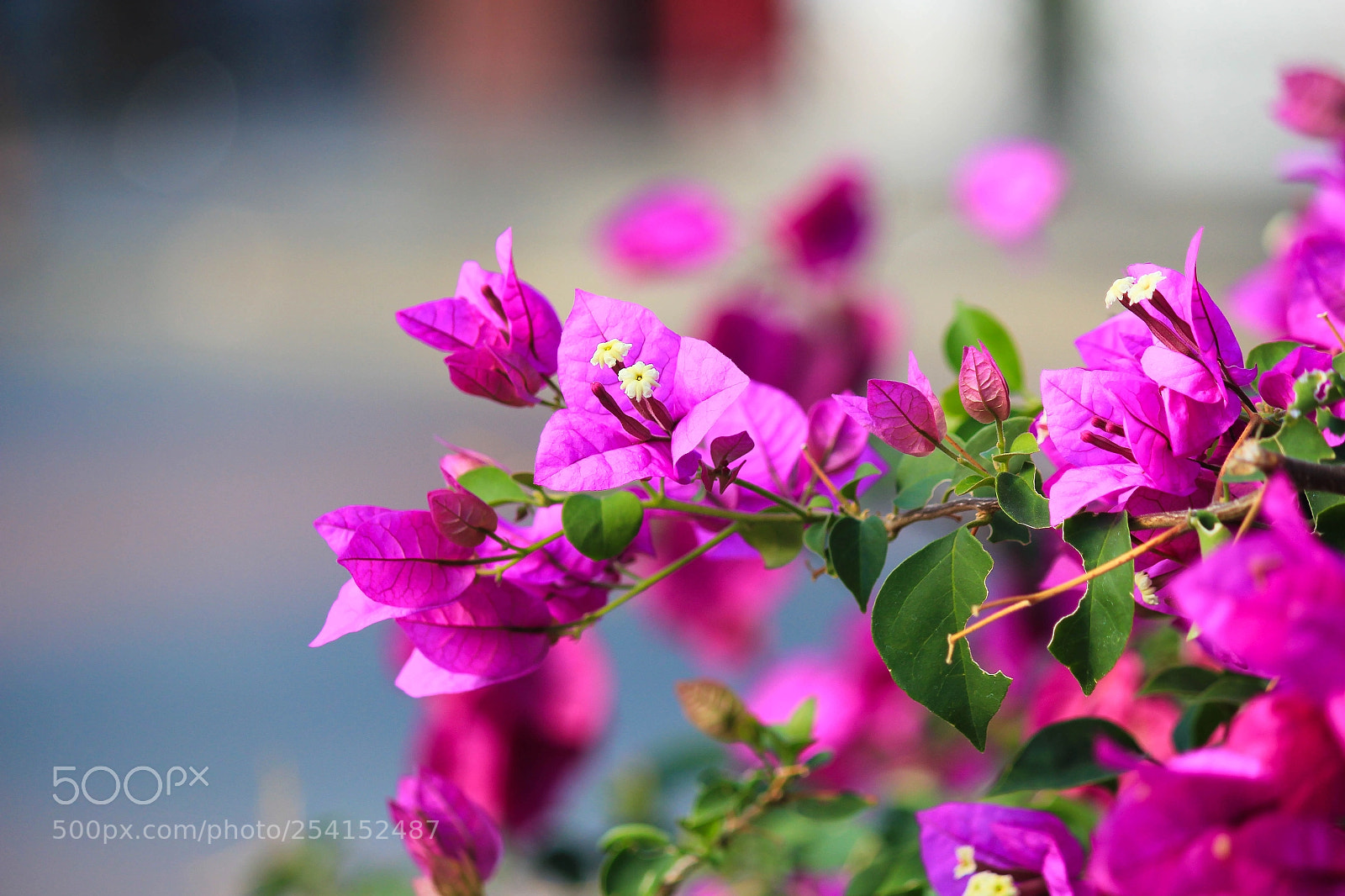 Canon EOS 550D (EOS Rebel T2i / EOS Kiss X4) sample photo. *** photography