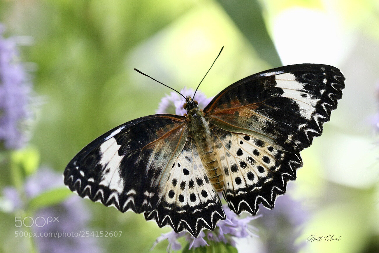 Canon EOS 40D sample photo. Leopard lacewing photography
