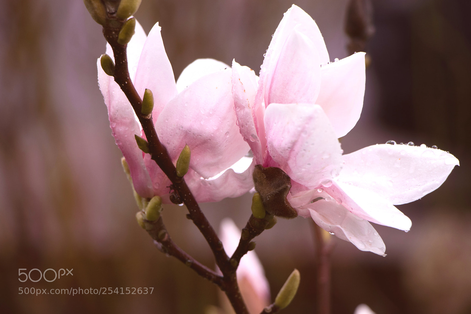 Canon EOS 80D sample photo. Magnolie photography