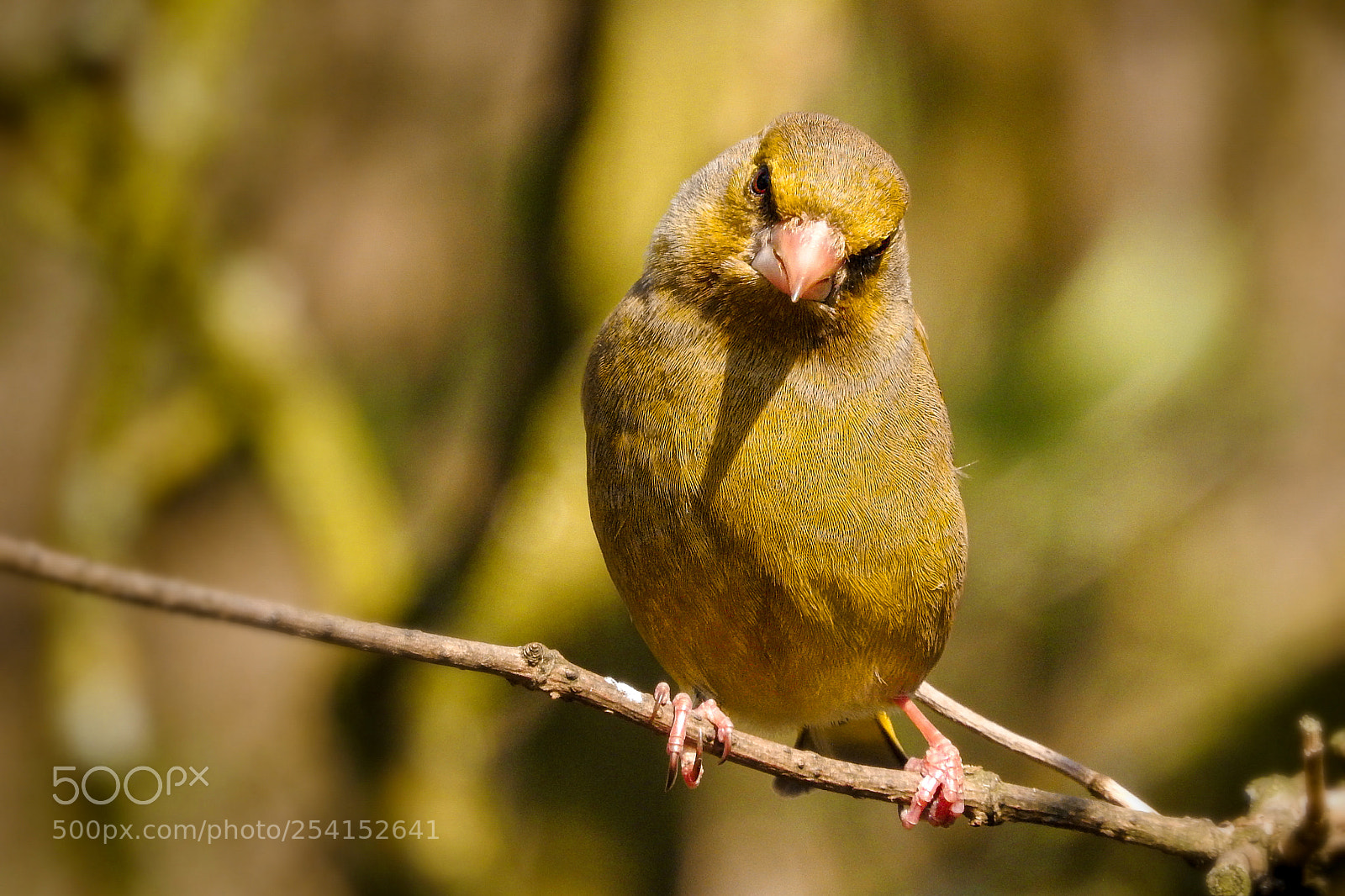 Nikon Coolpix P900 sample photo. Greenfinch photography
