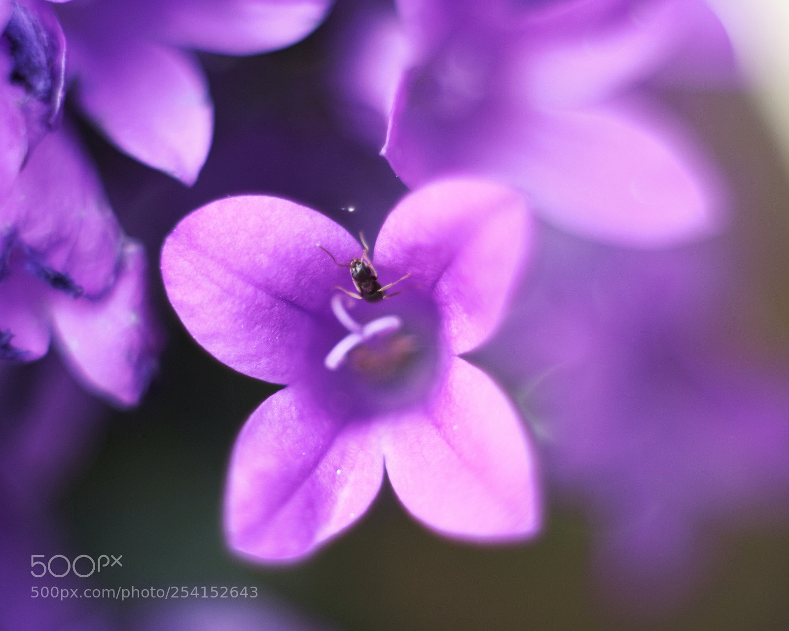Canon EOS M10 sample photo. Ant on blossom photography