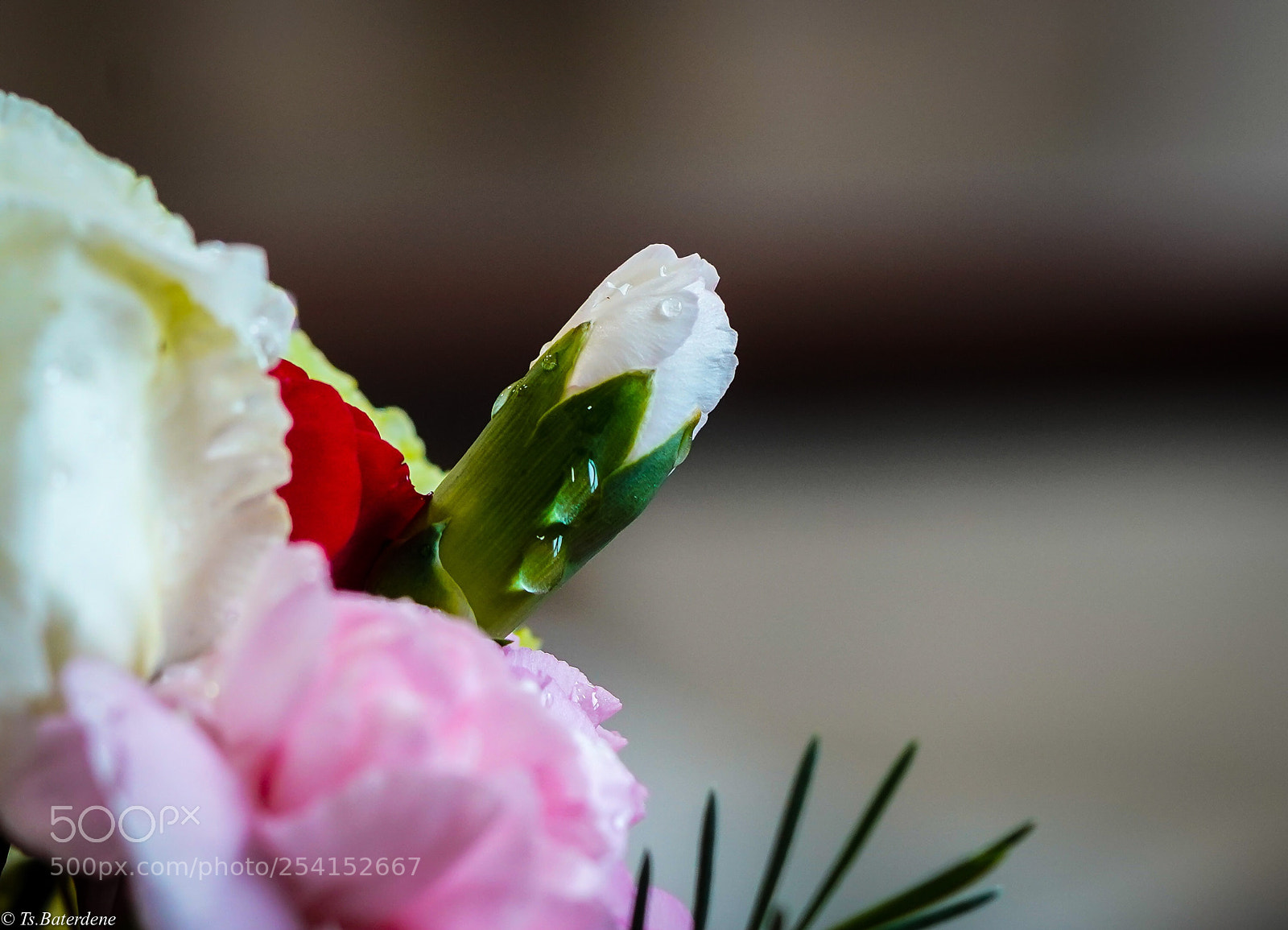 Sony a7R III sample photo. New one photography