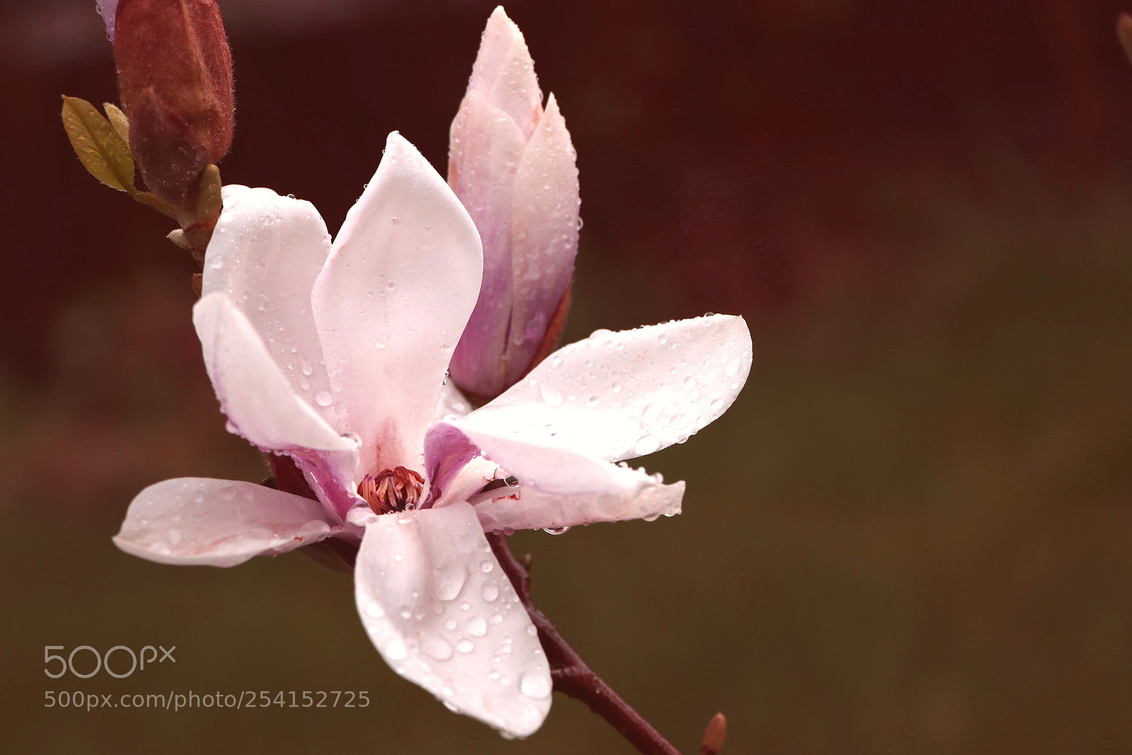 Canon EOS 80D sample photo. Magnolie photography