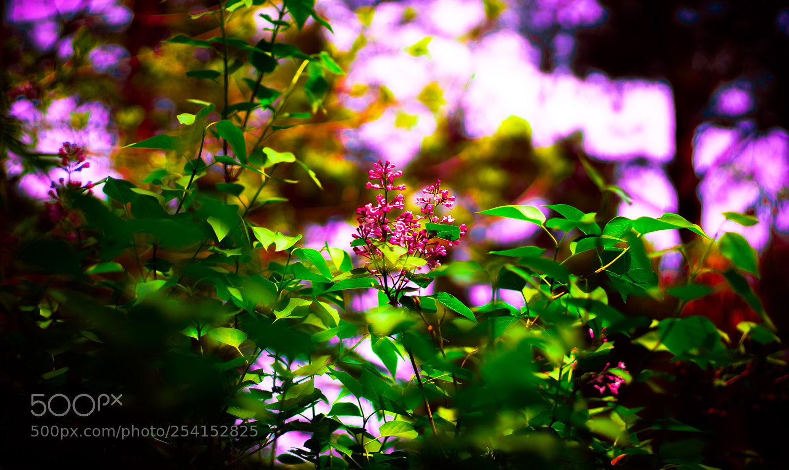 Sony a6000 sample photo. Dsc photography
