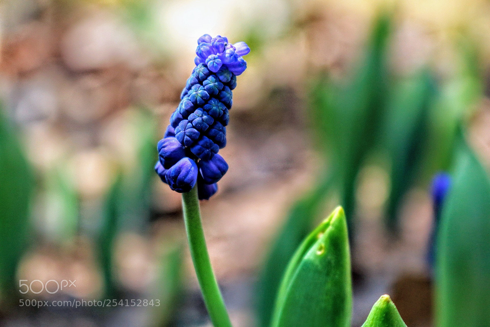 Canon EOS 750D (EOS Rebel T6i / EOS Kiss X8i) sample photo. Untitled photography