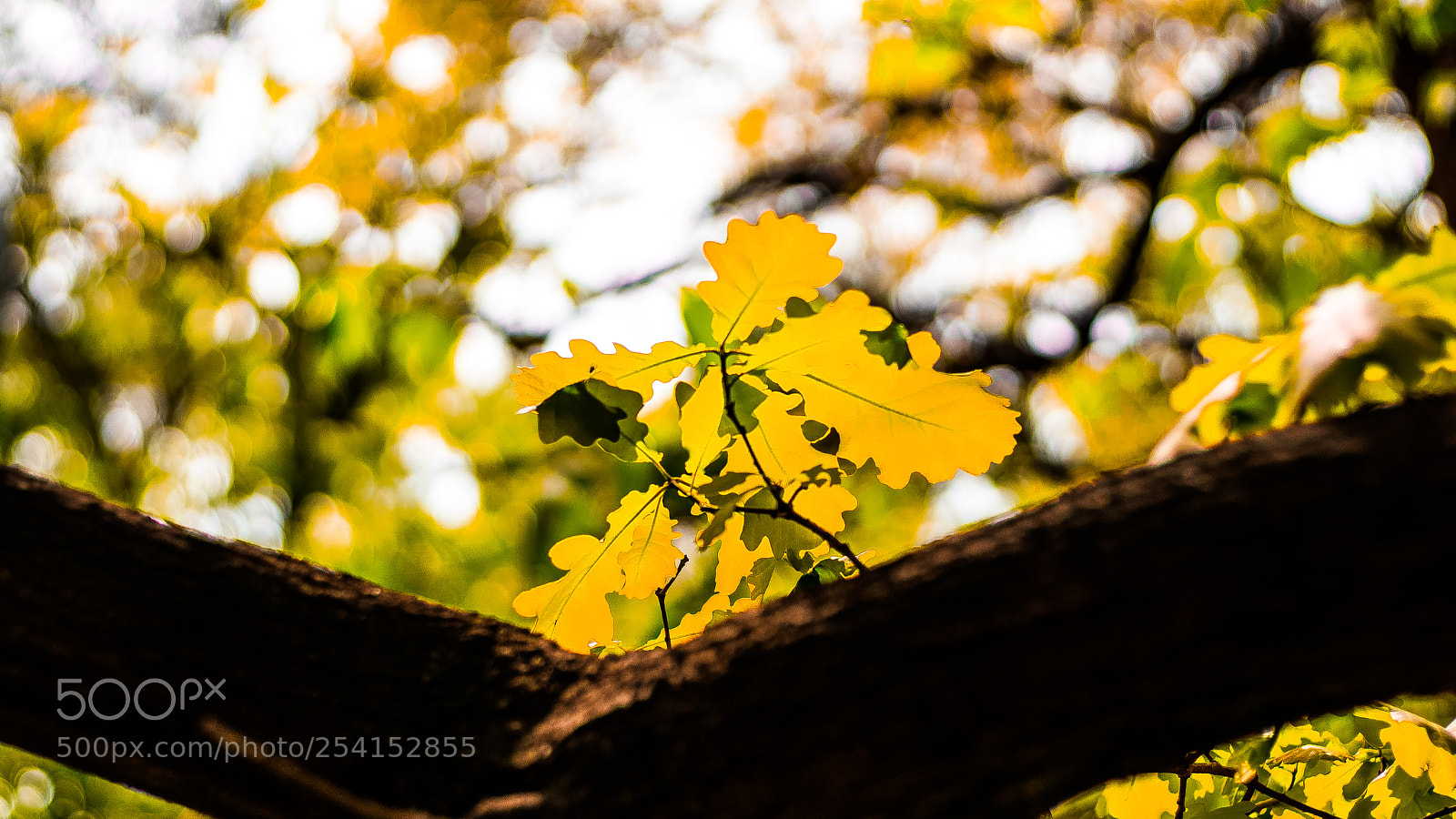 Sony a6000 sample photo. Dsc photography