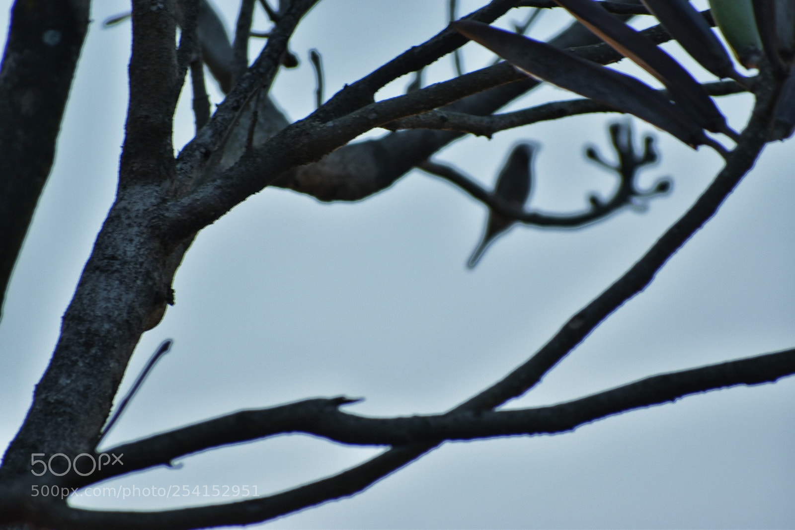 Nikon D5600 sample photo. Bird and trees photography
