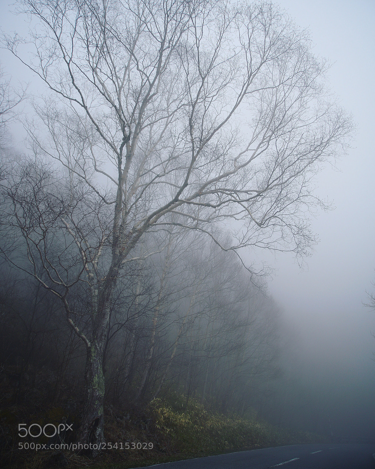 Sony a7S II sample photo. In the mist photography