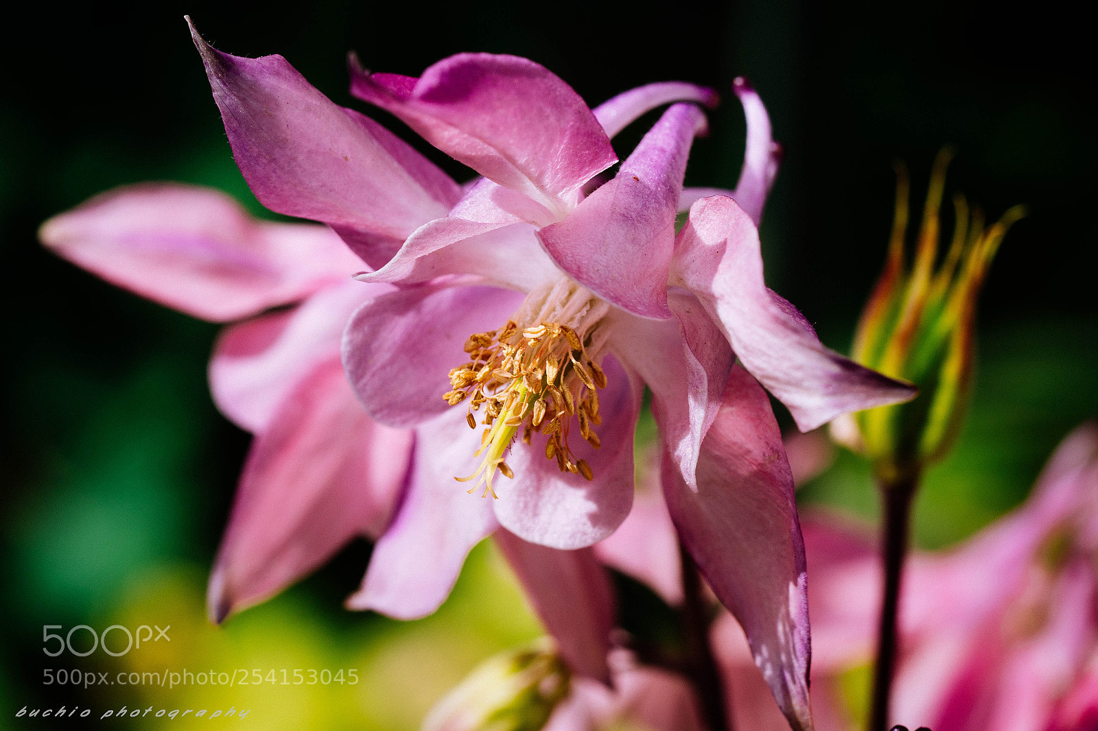 Olympus OM-D E-M1 Mark II sample photo. Columbine photography