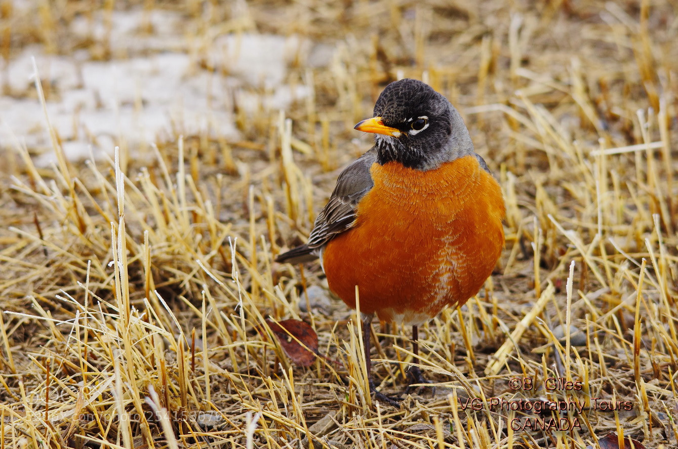 Pentax K-5 IIs sample photo. Early bird photography