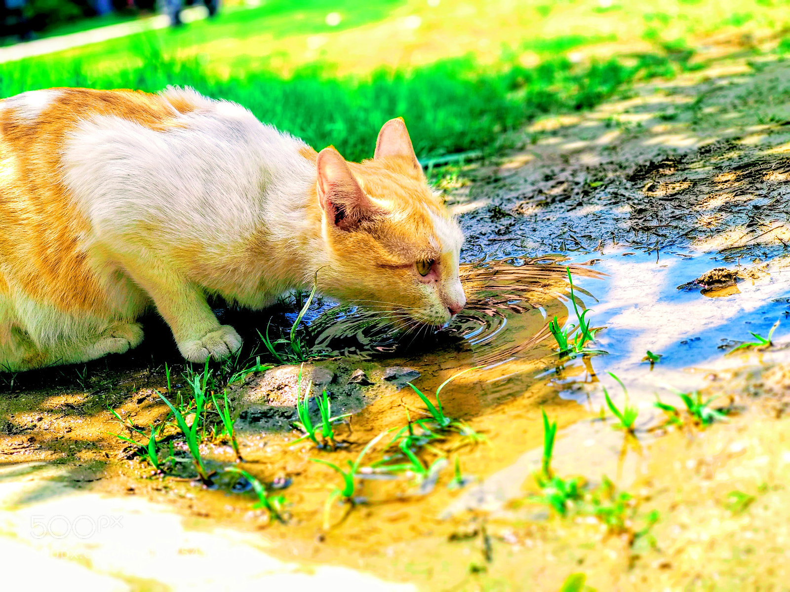 Xiaomi Mi A1 sample photo. Untitled photography