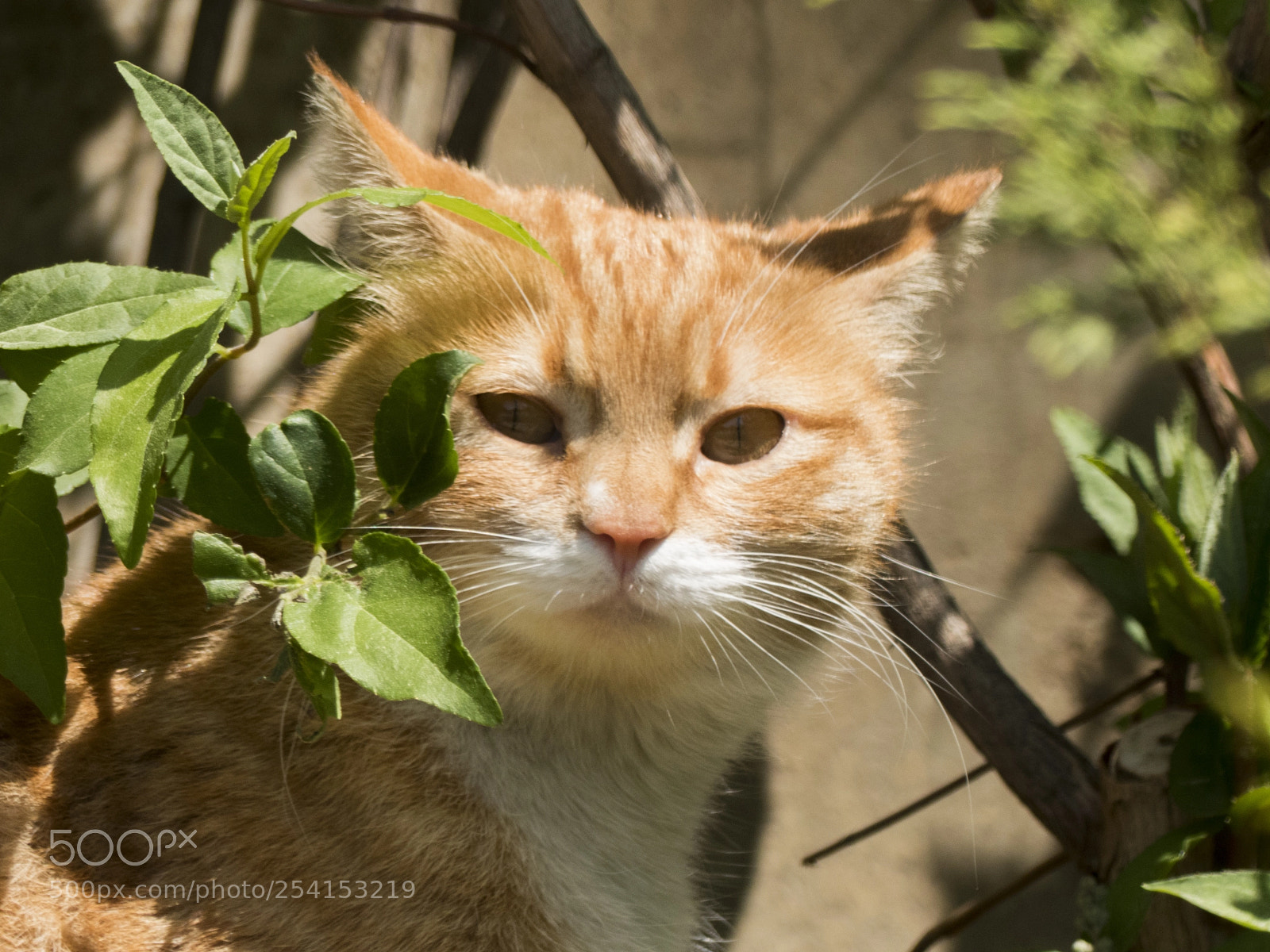 Panasonic Lumix DMC-FZ300 sample photo. Cat | kedi photography