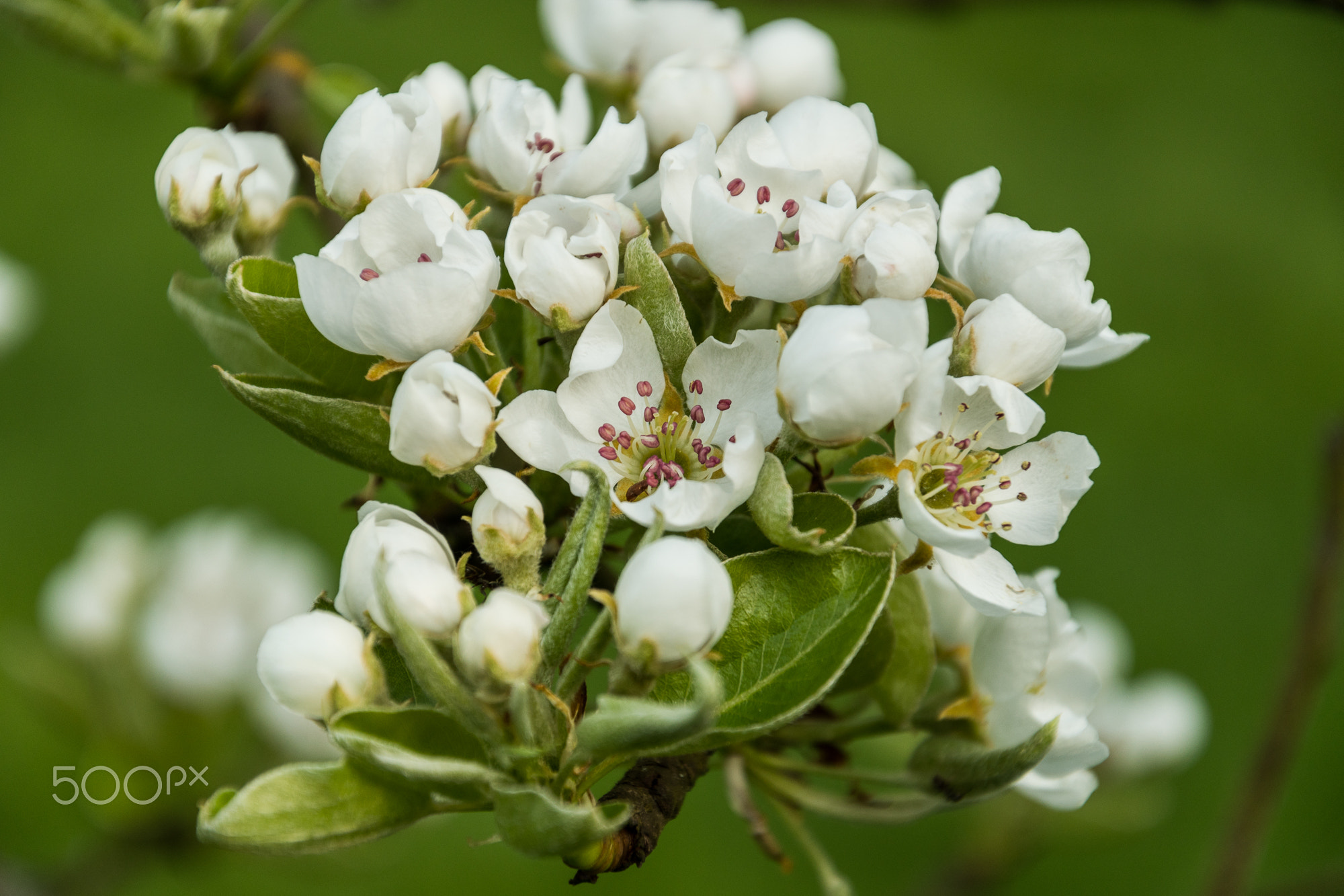 Apple Blossom_7