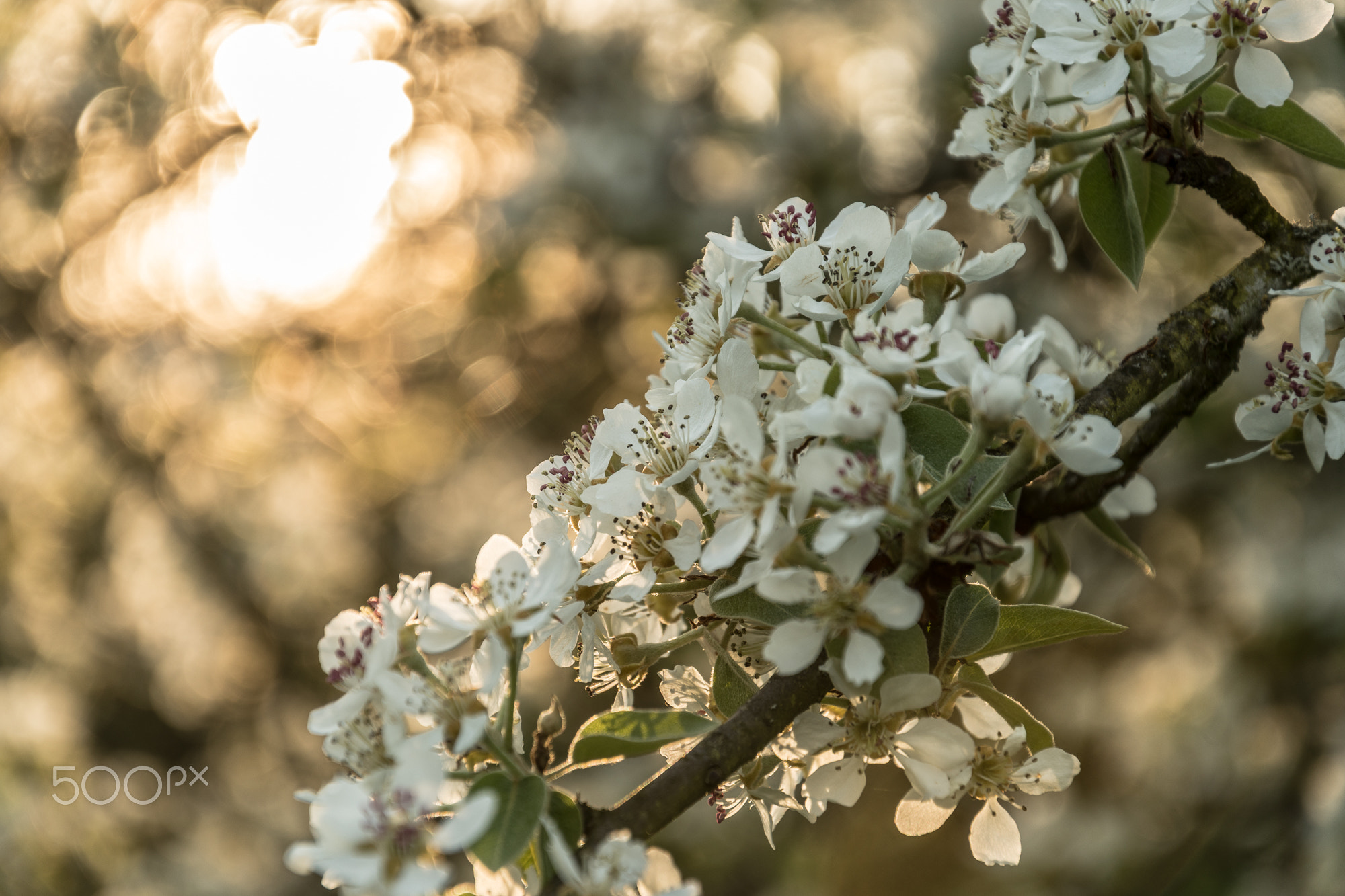 Apple Blossom_8