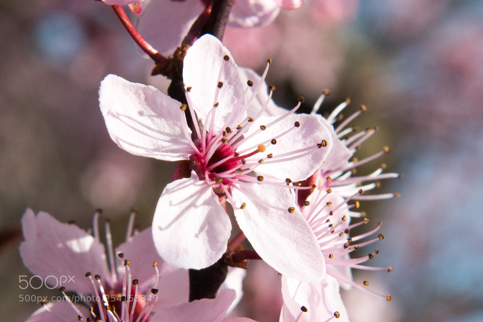 Canon EOS 70D sample photo. Spring photography