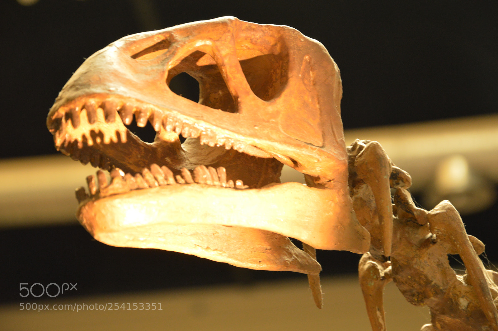 Nikon D3200 sample photo. Dinosaur. photography