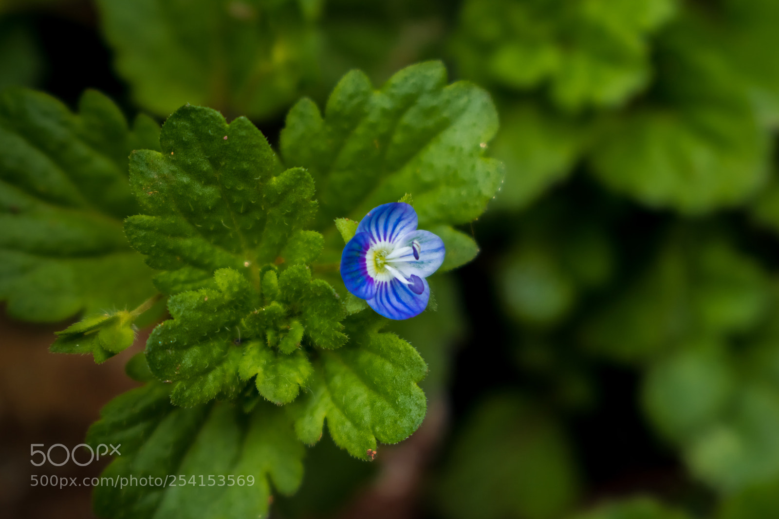 Nikon D5300 sample photo. Little wild flower photography