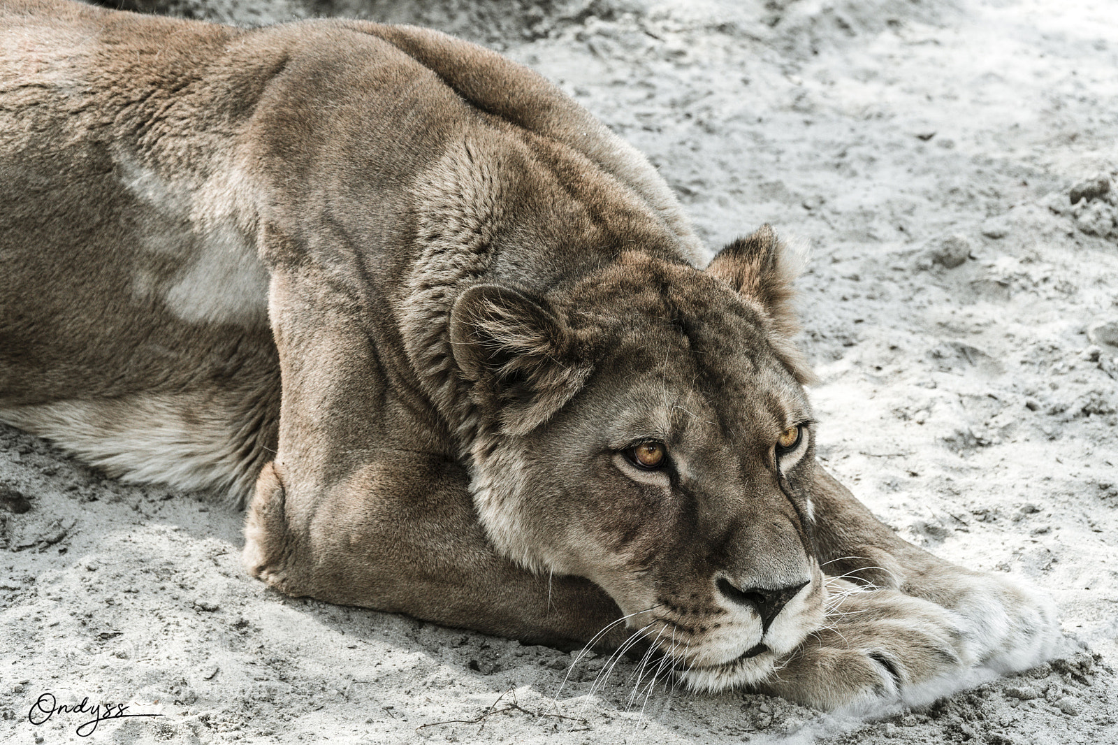 Sony a6300 sample photo. Lioness photography