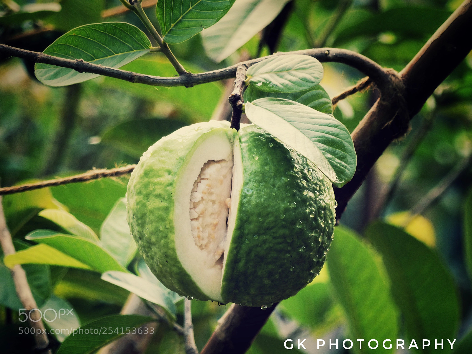Panasonic Lumix DMC-FZ200 sample photo. Guava photography