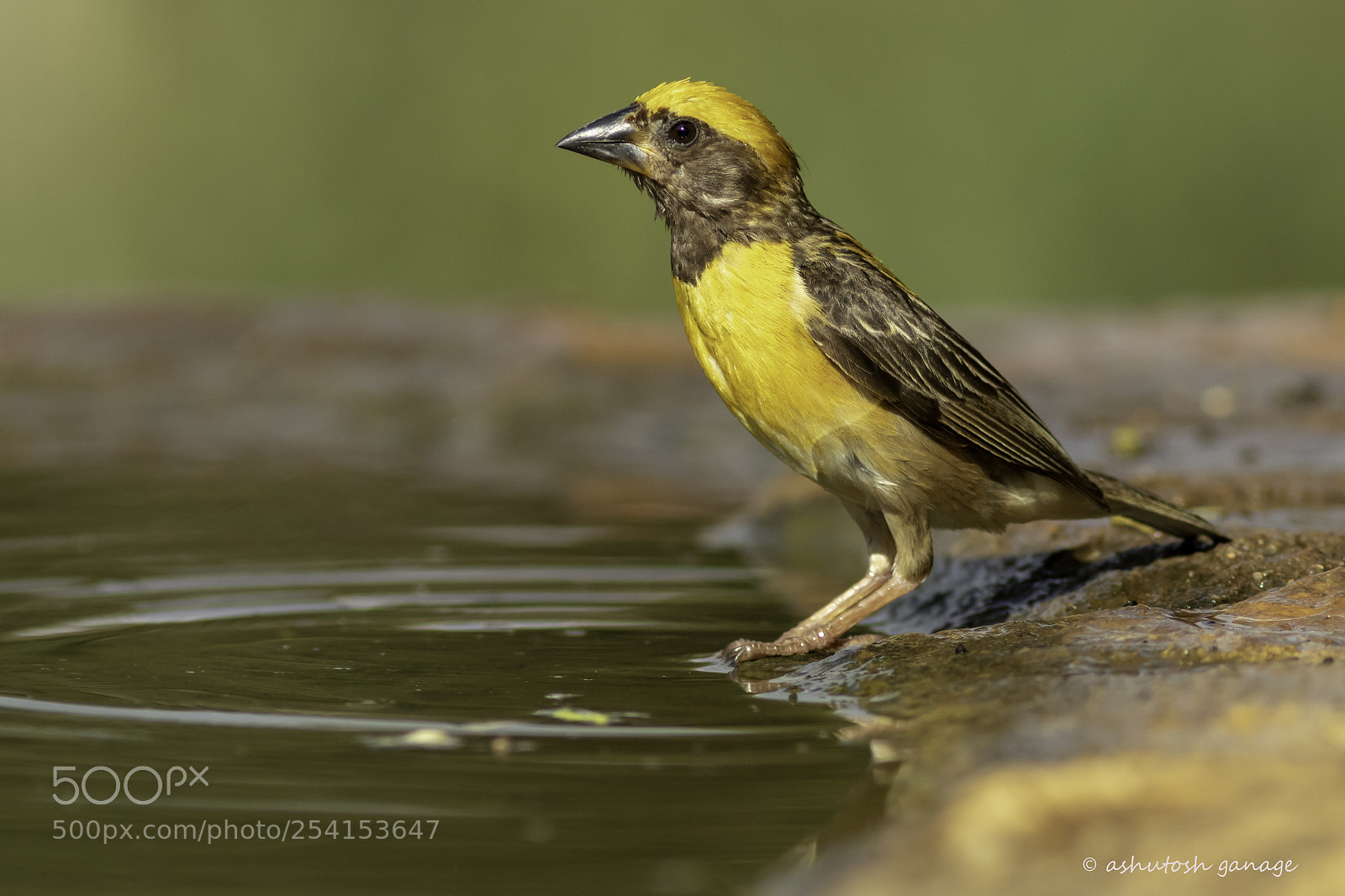 Canon EOS 7D Mark II sample photo. Baya weaver photography