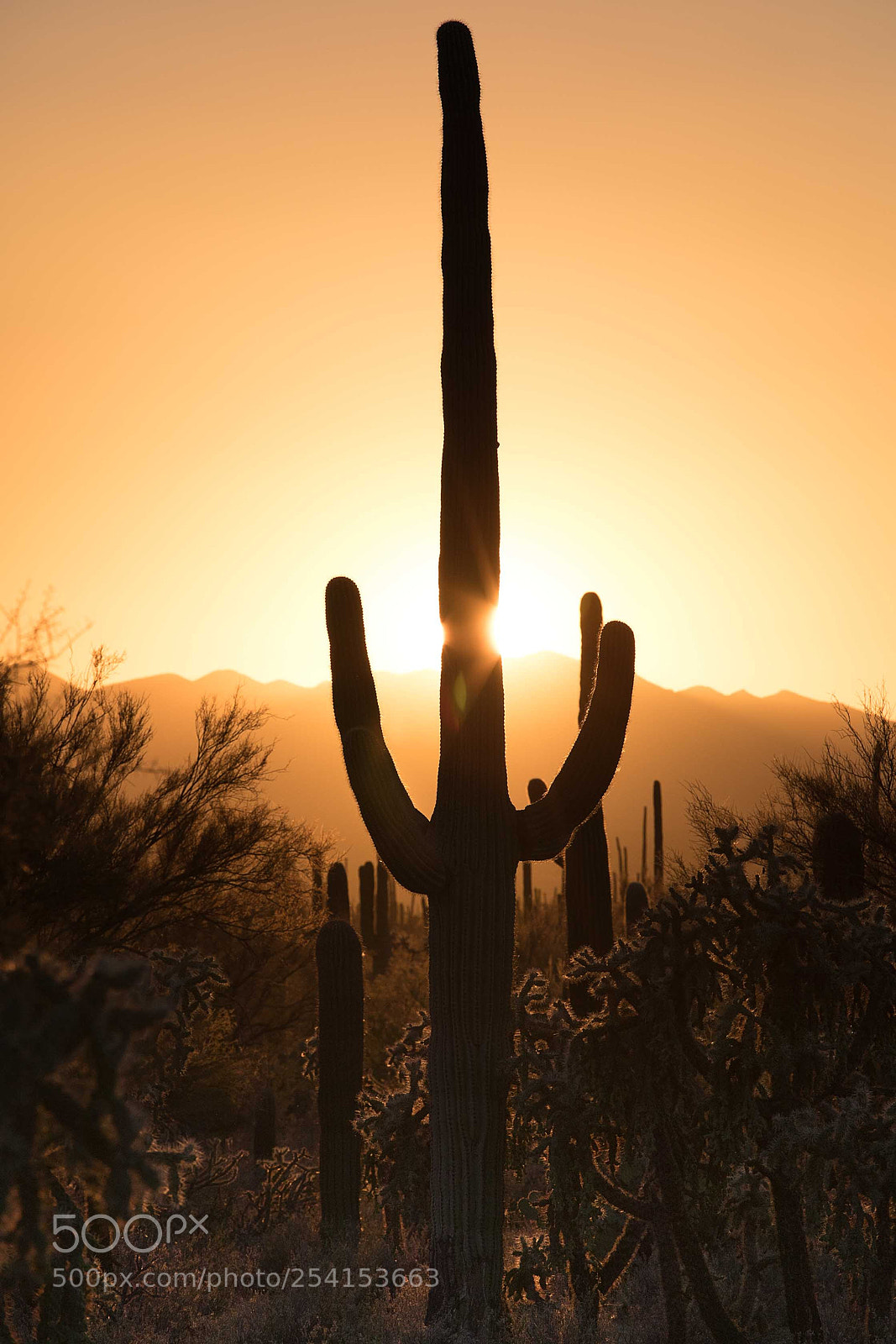 Canon EOS 5D Mark IV sample photo. Saguaro sunset photography