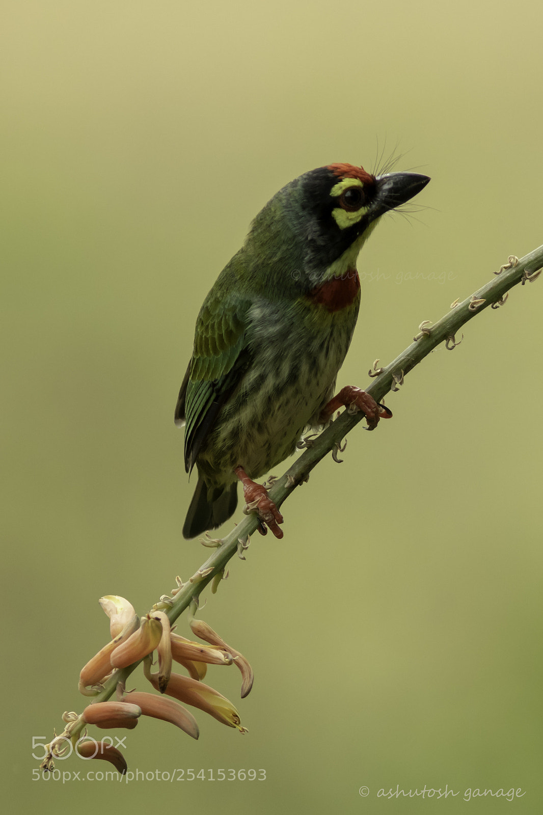 Canon EOS 7D Mark II sample photo. Coppersmith barbet photography