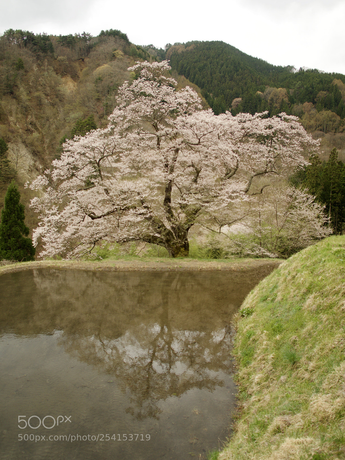 Olympus OM-D E-M1 Mark II sample photo. 一本桜 | one cherry blossoms photography