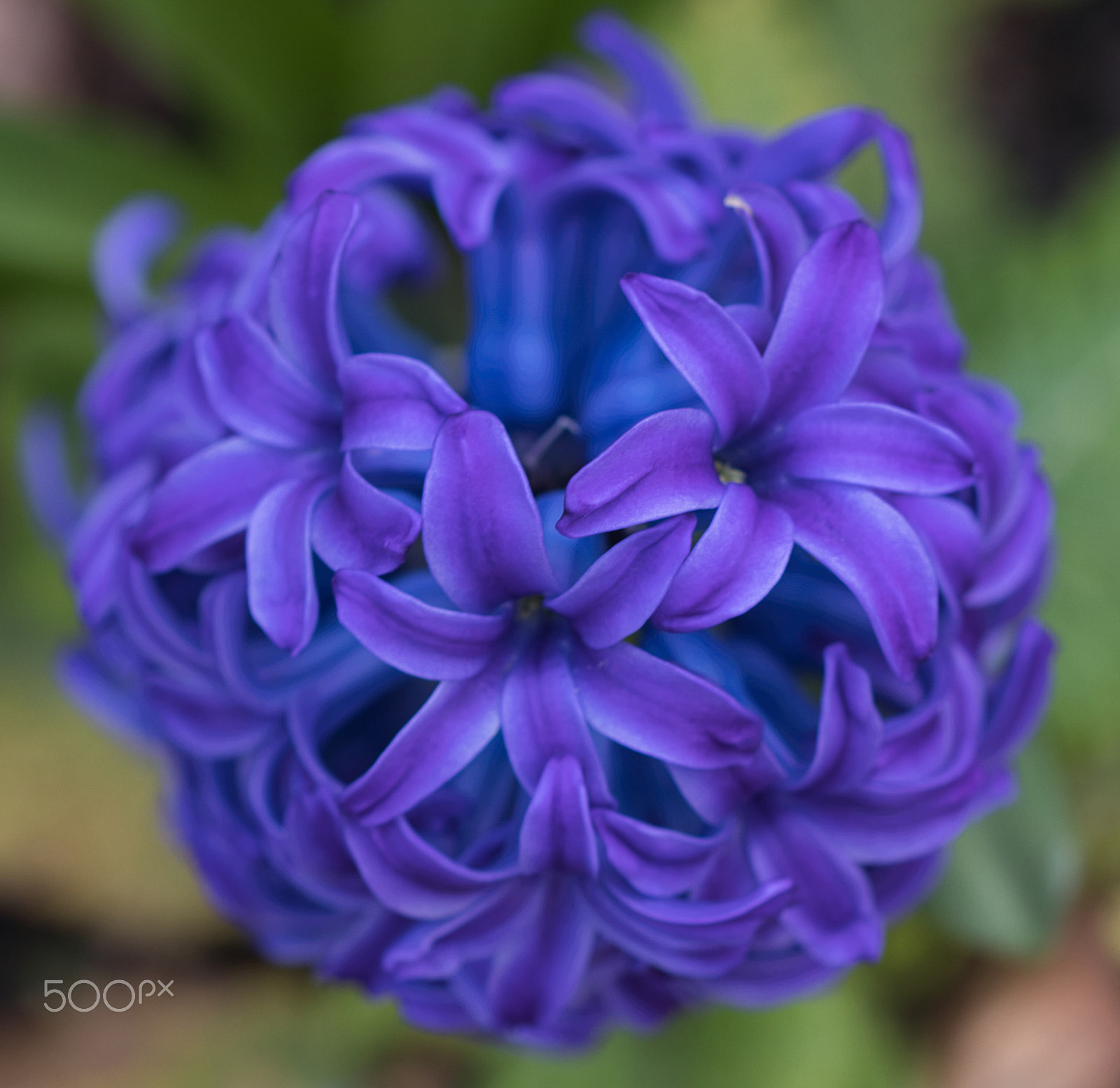 Sigma 105mm F2.8 EX DG OS HSM sample photo. Purple and blue photography