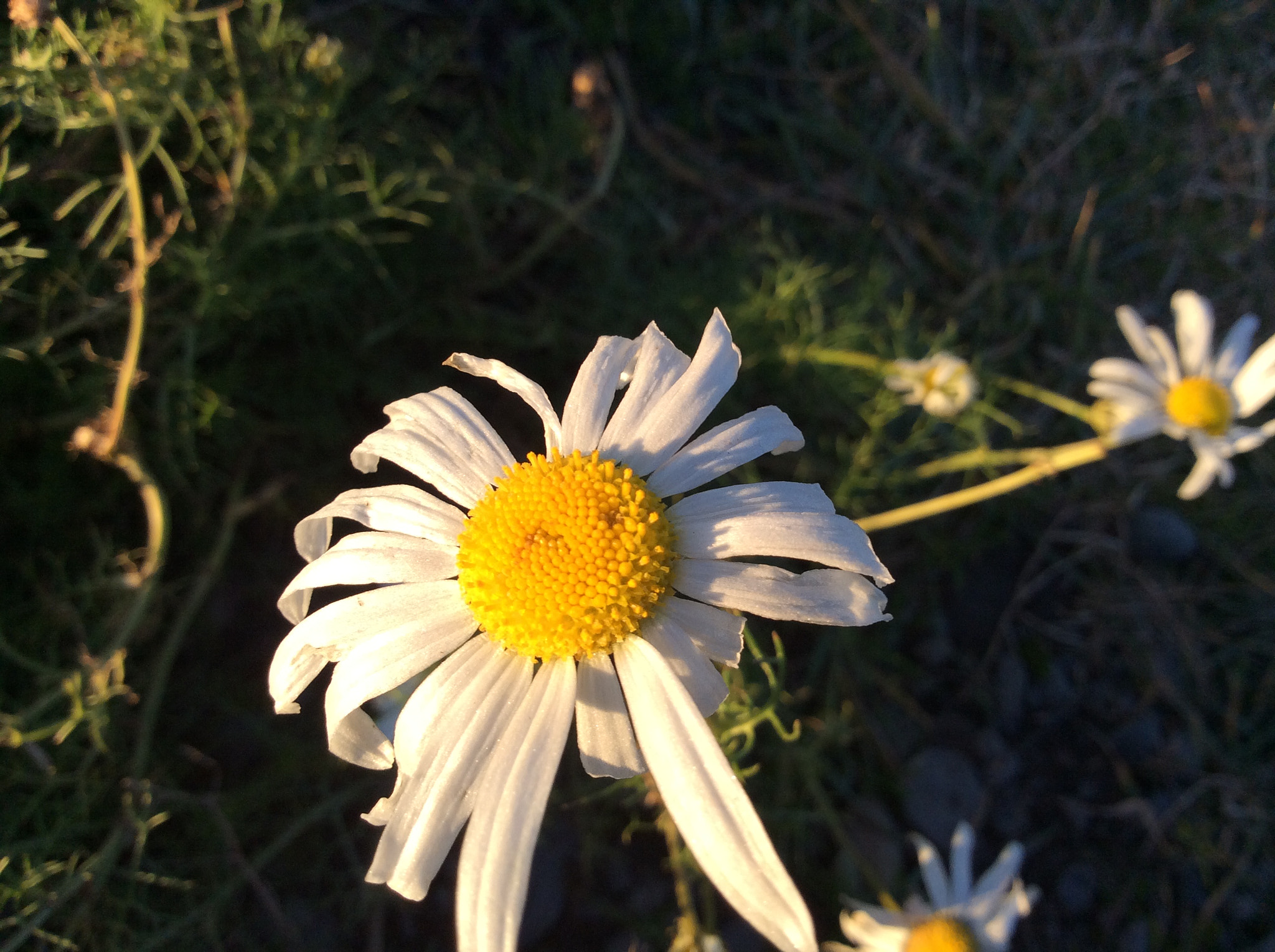 Apple iPad mini 2 sample photo. Daisy! 🌼 photography