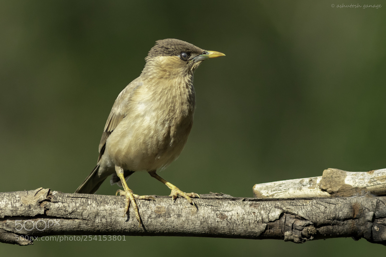 Canon EOS 7D Mark II sample photo. Brahminy starling photography
