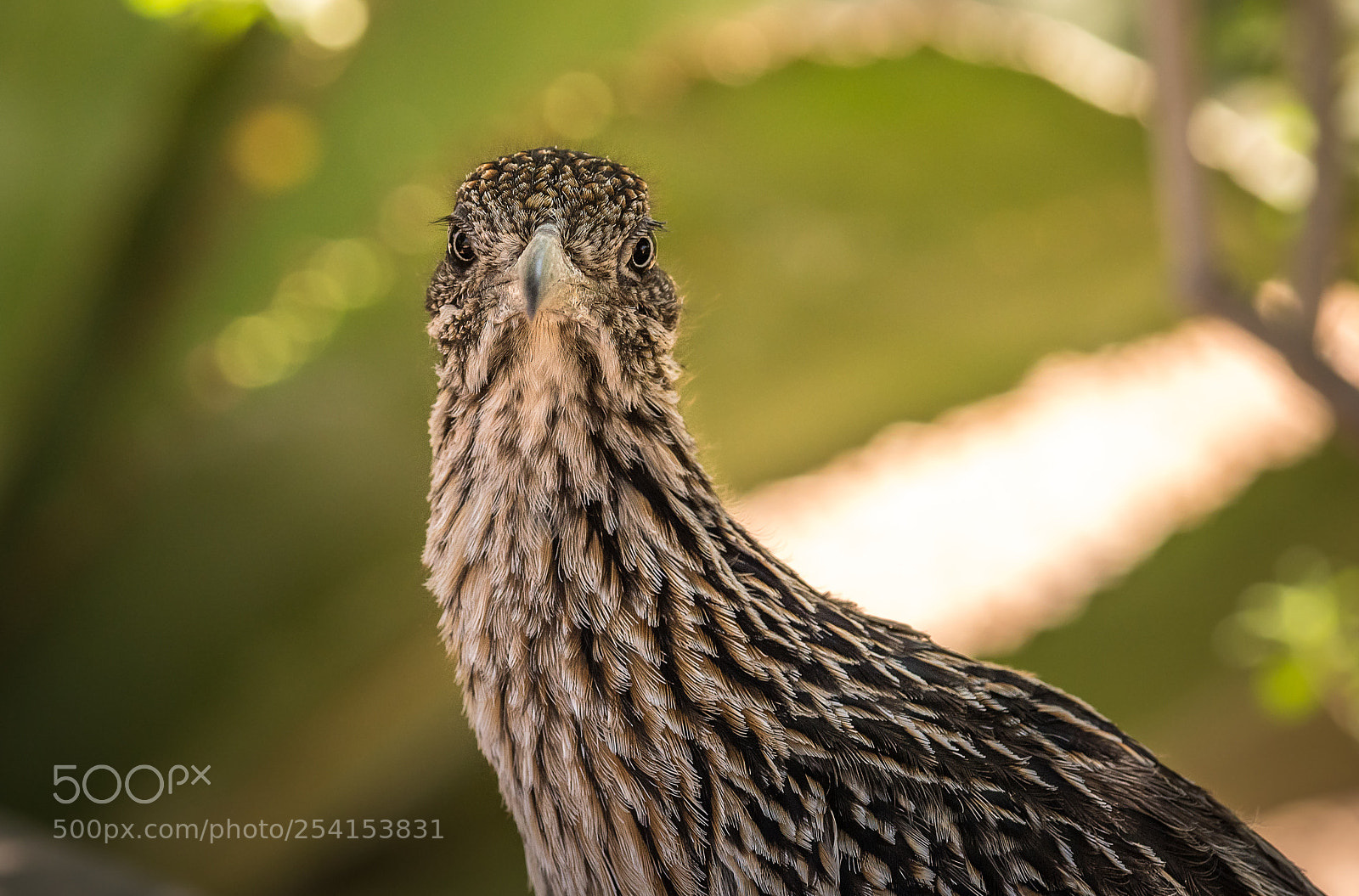 Nikon D500 sample photo. Roadrunner photography