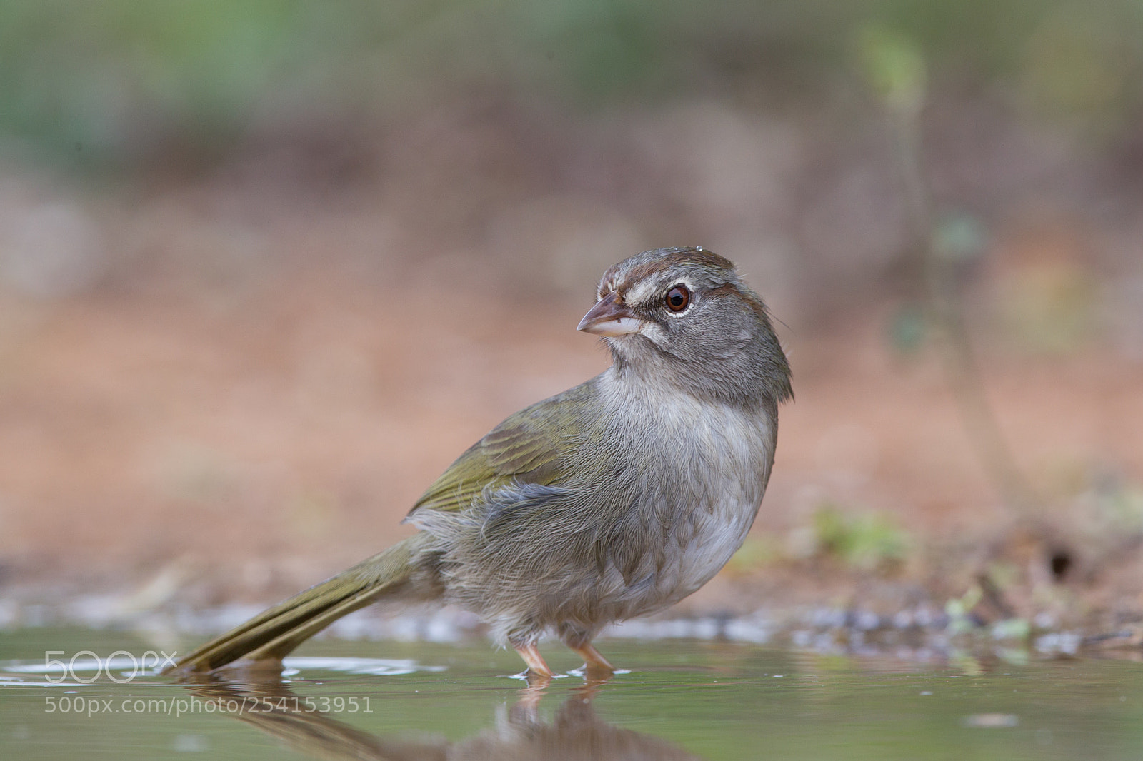 Canon EOS-1D Mark IV sample photo. Green tailed towhee photography