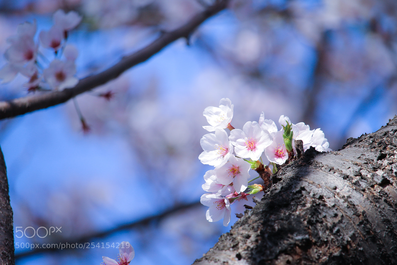 Canon EOS 70D sample photo. Cherry blossoms photography