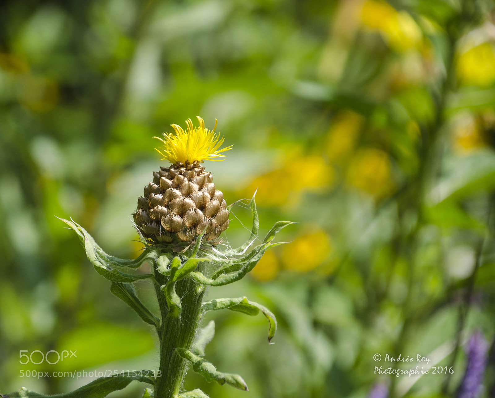 Nikon D5100 sample photo. L'épanouissement photography