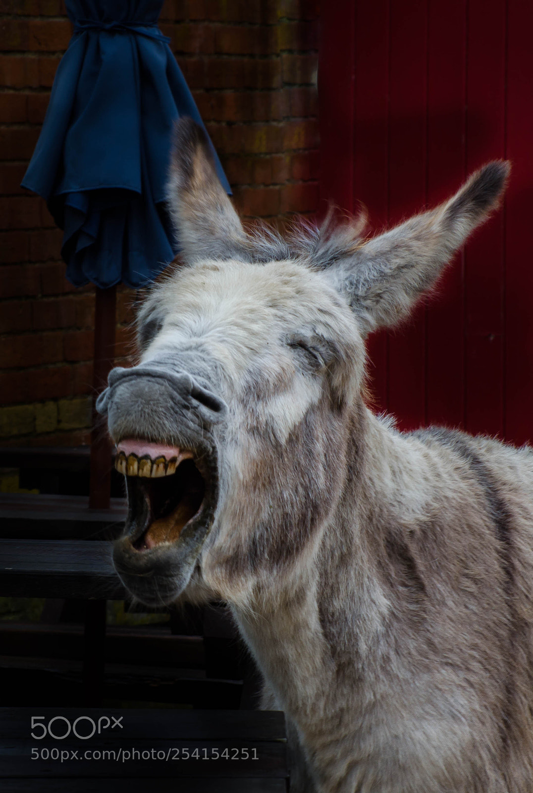 Nikon D7000 sample photo. Tired donkey photography