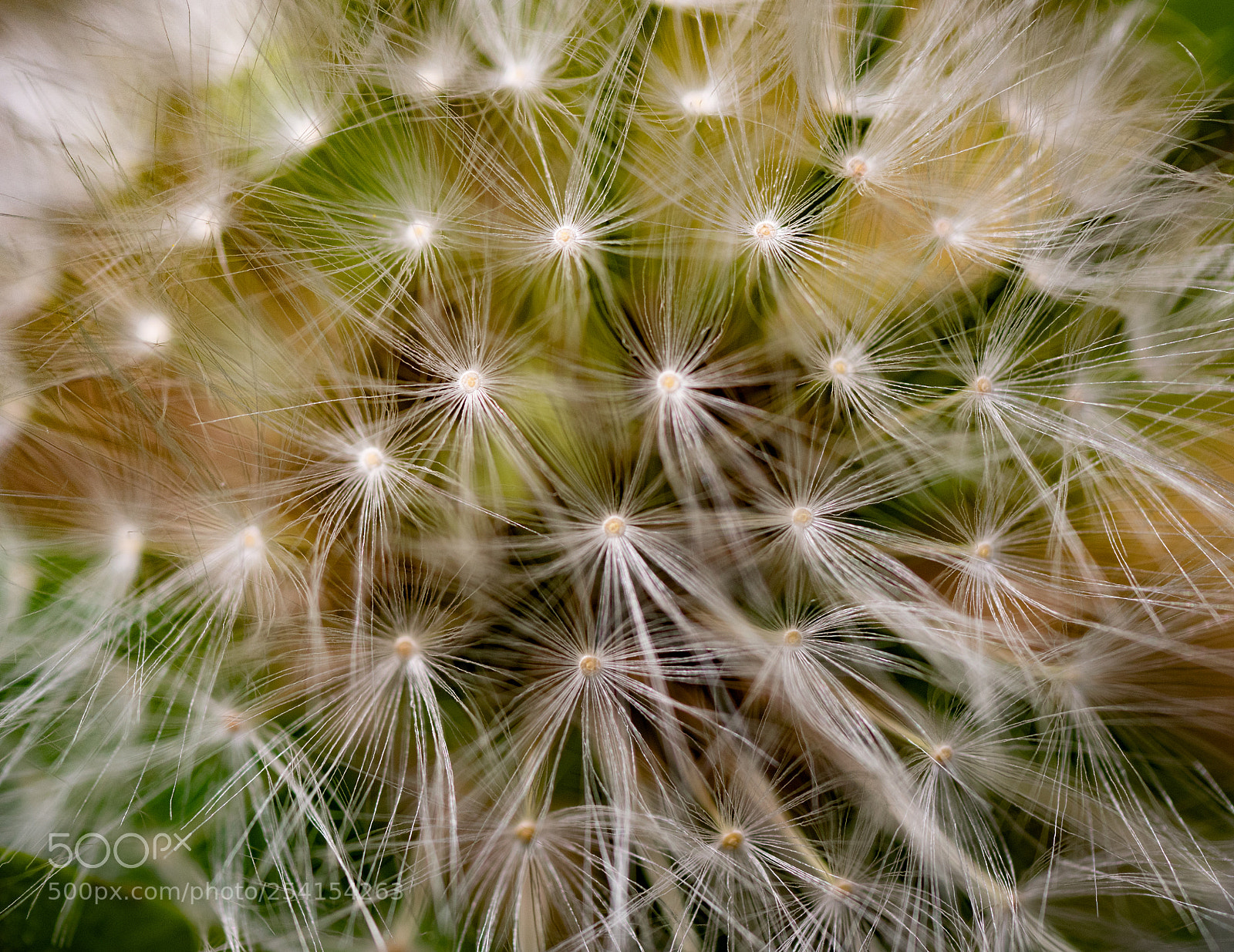 Panasonic Lumix DMC-GX85 (Lumix DMC-GX80 / Lumix DMC-GX7 Mark II) sample photo. Blow ball photography