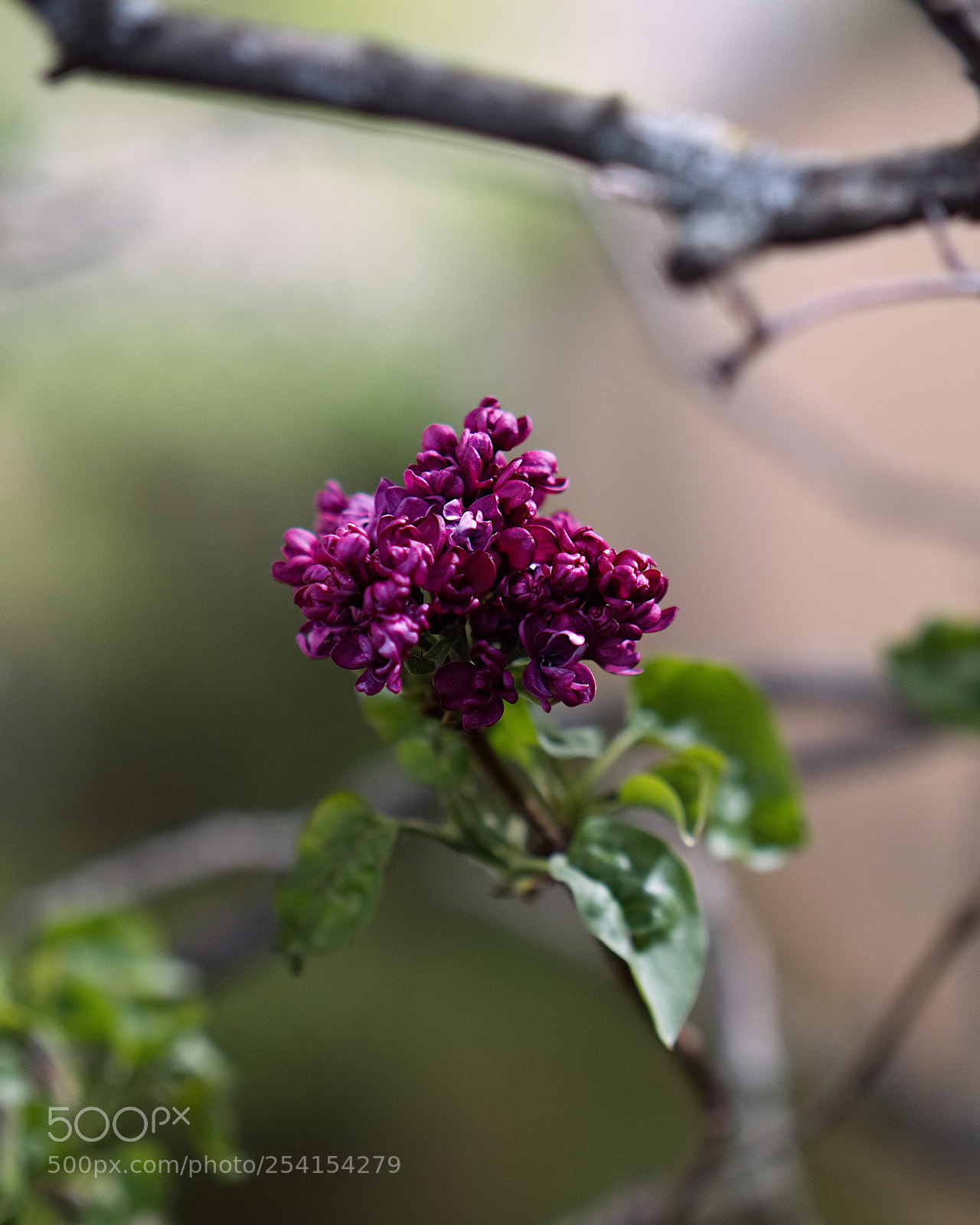 Panasonic Lumix DC-GH5 sample photo. *** photography