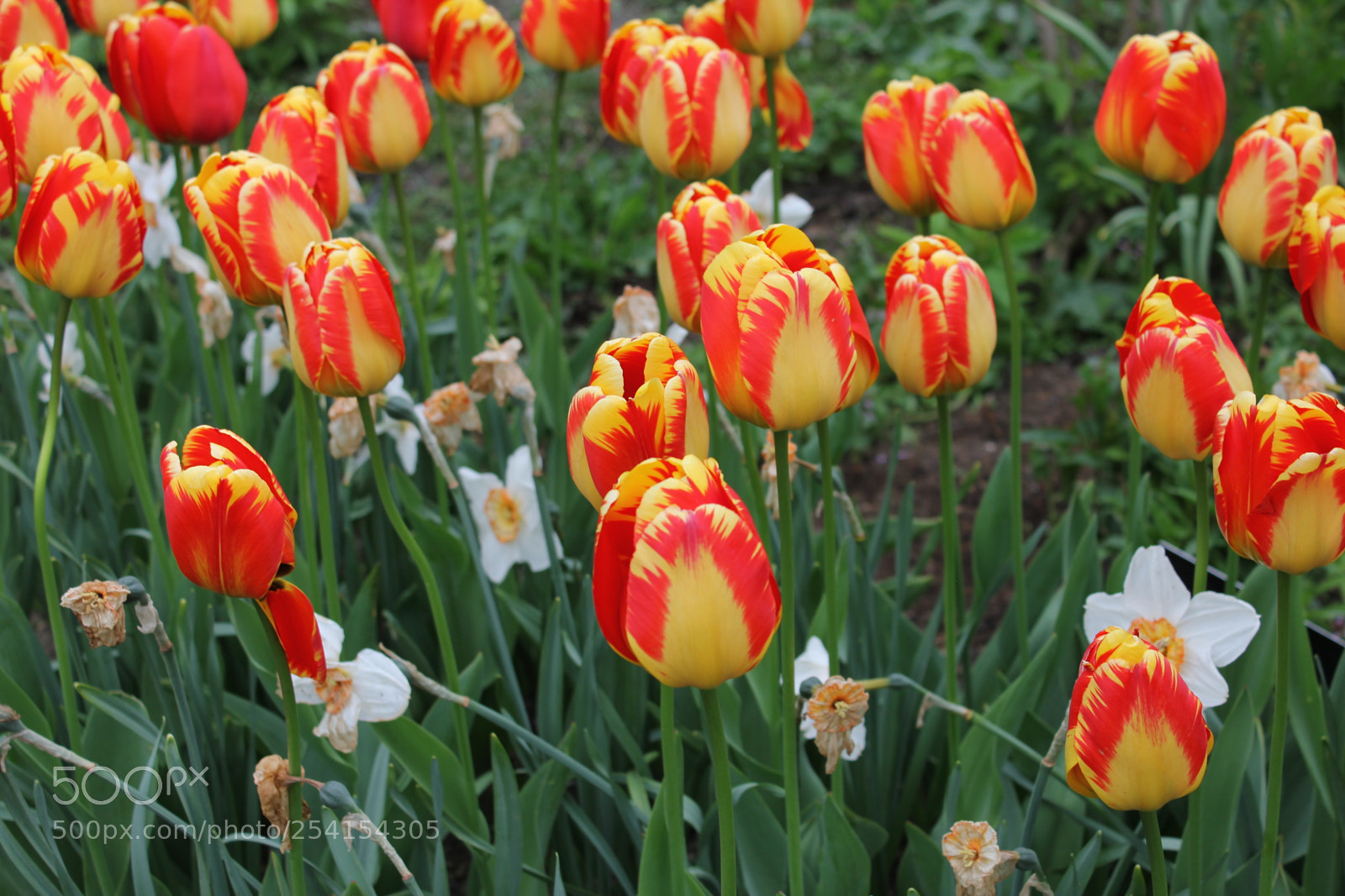 Canon EOS 550D (EOS Rebel T2i / EOS Kiss X4) sample photo. Tulips edward's gardens, toronto photography
