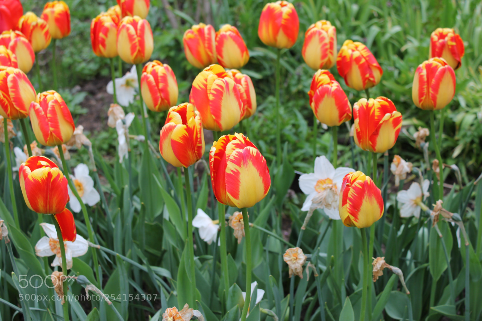 Canon EOS 550D (EOS Rebel T2i / EOS Kiss X4) sample photo. Tulips edward's gardens, toronto photography