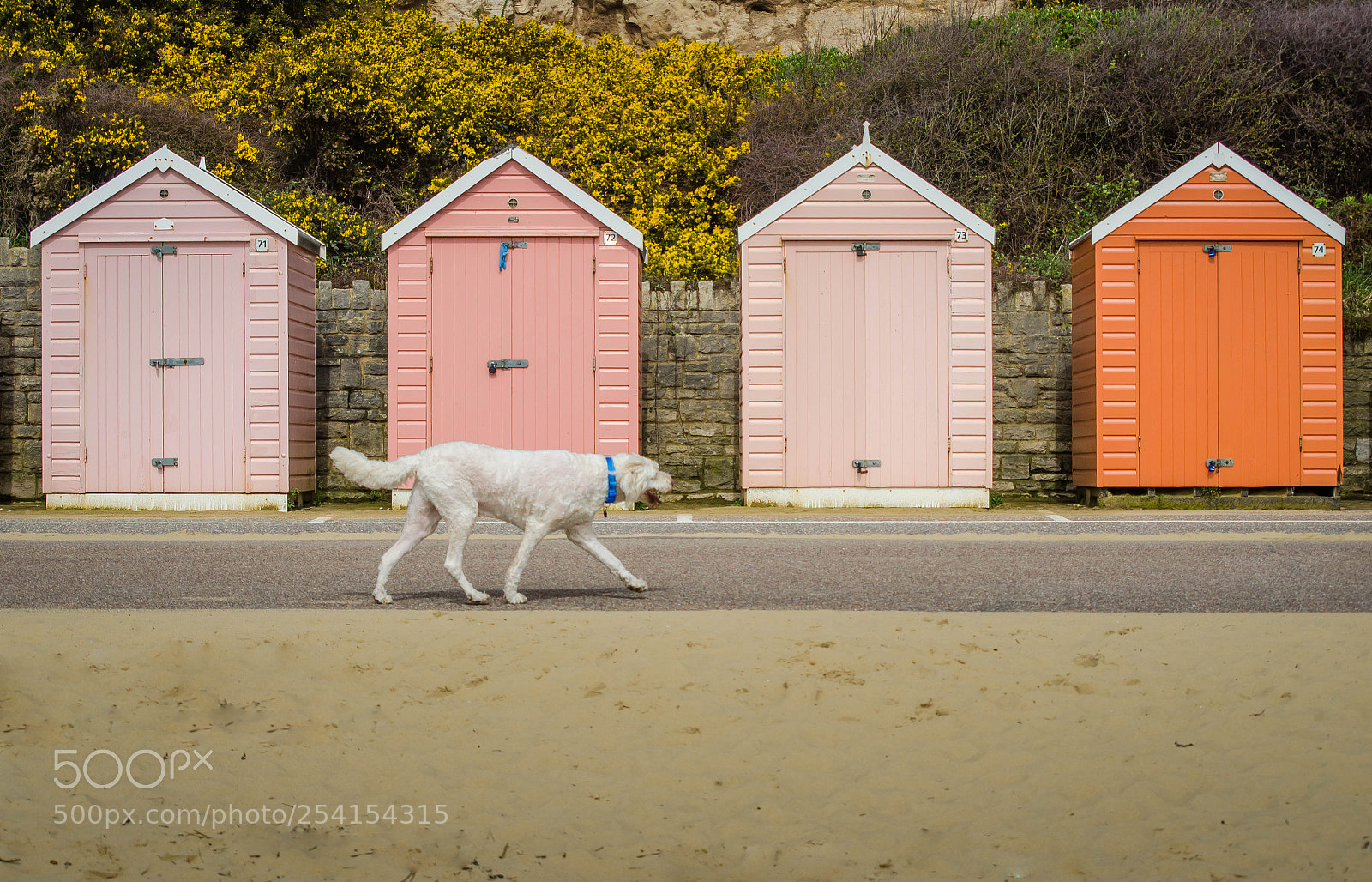 Nikon D7000 sample photo. Beach dog photography