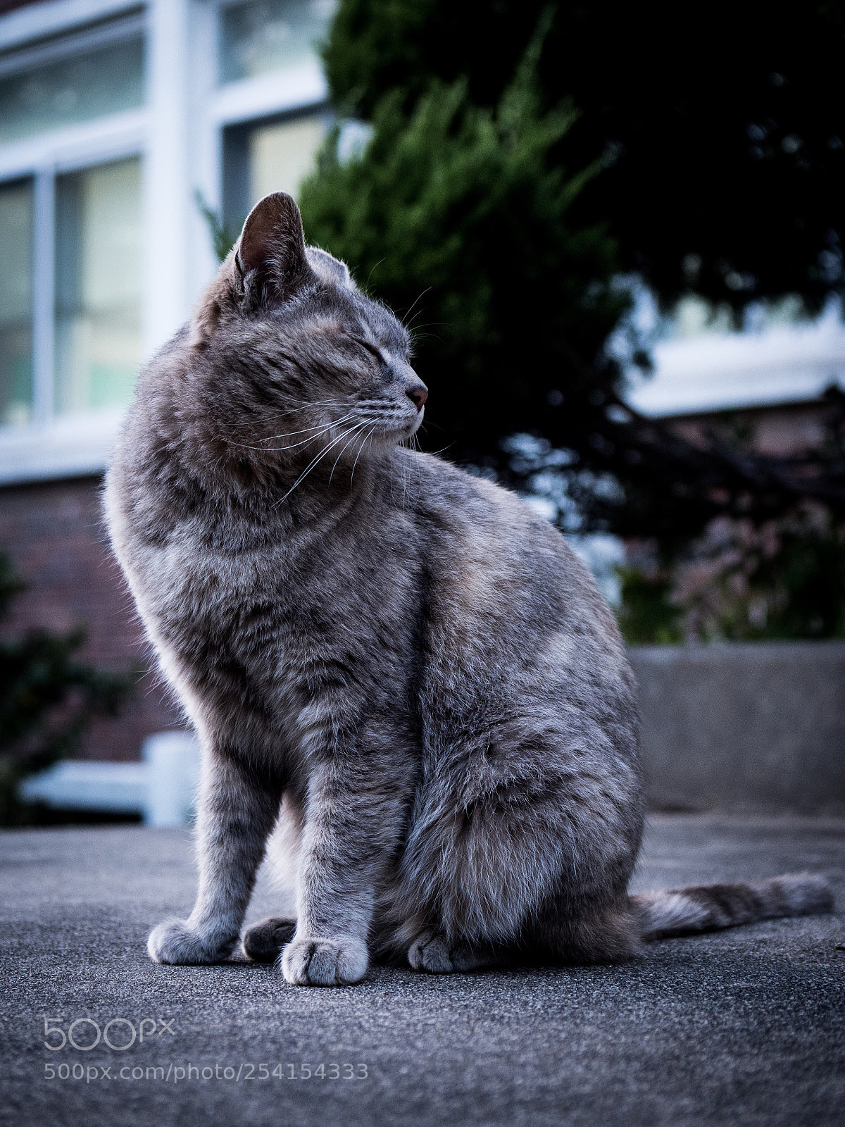 Panasonic Lumix DC-G9 sample photo. 눈을 감은 검푸른 고양이 photography