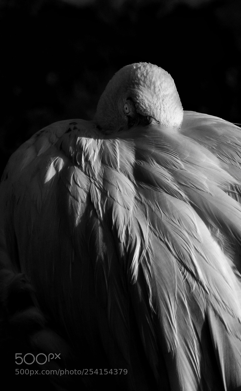 Nikon D7200 sample photo. Afraid bird photography
