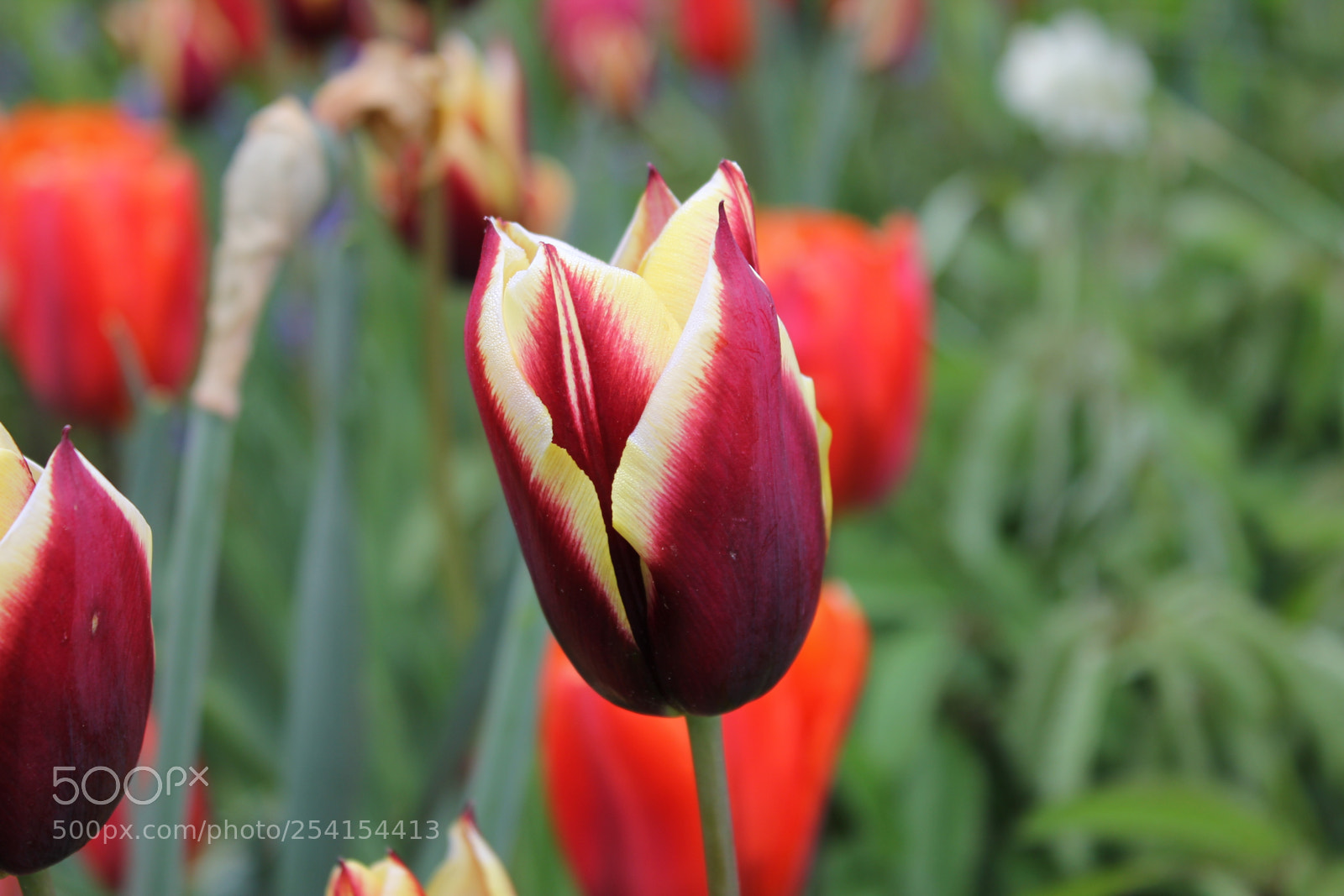 Canon EOS 550D (EOS Rebel T2i / EOS Kiss X4) sample photo. Tulips edward's gardens, toronto photography