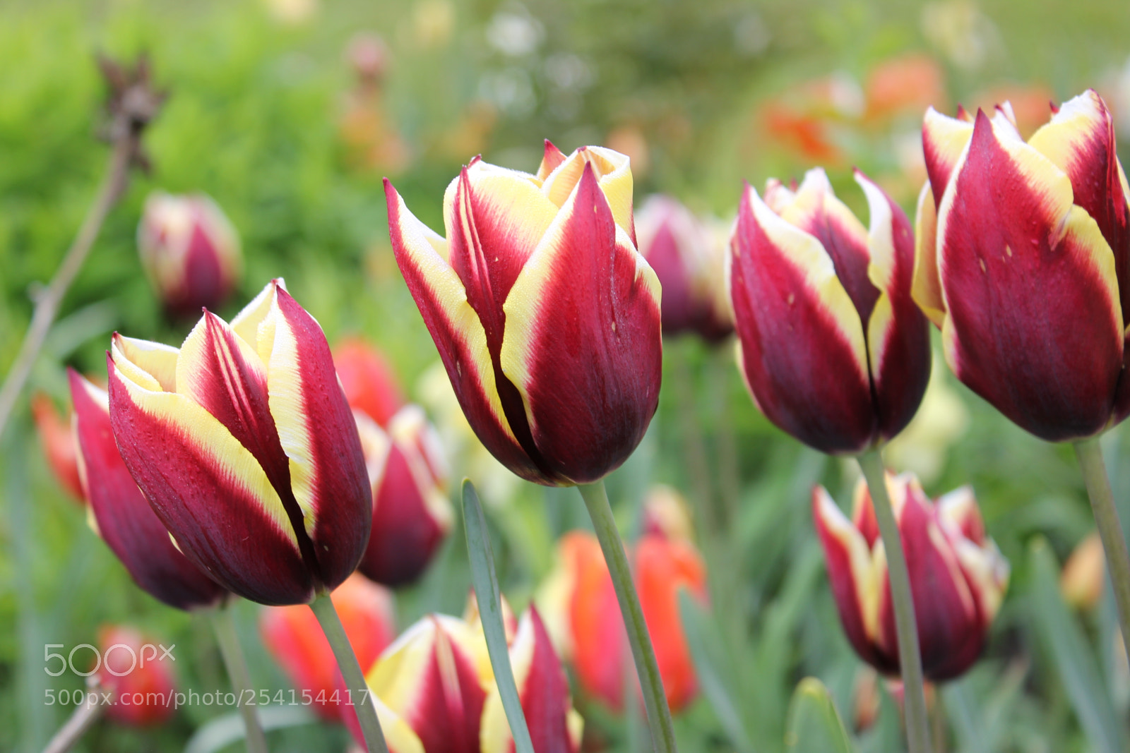 Canon EOS 550D (EOS Rebel T2i / EOS Kiss X4) sample photo. Tulips edward's gardens, toronto photography