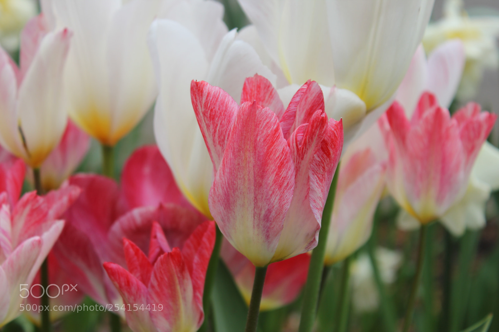 Canon EOS 550D (EOS Rebel T2i / EOS Kiss X4) sample photo. Tulips edward's gardens, toronto photography