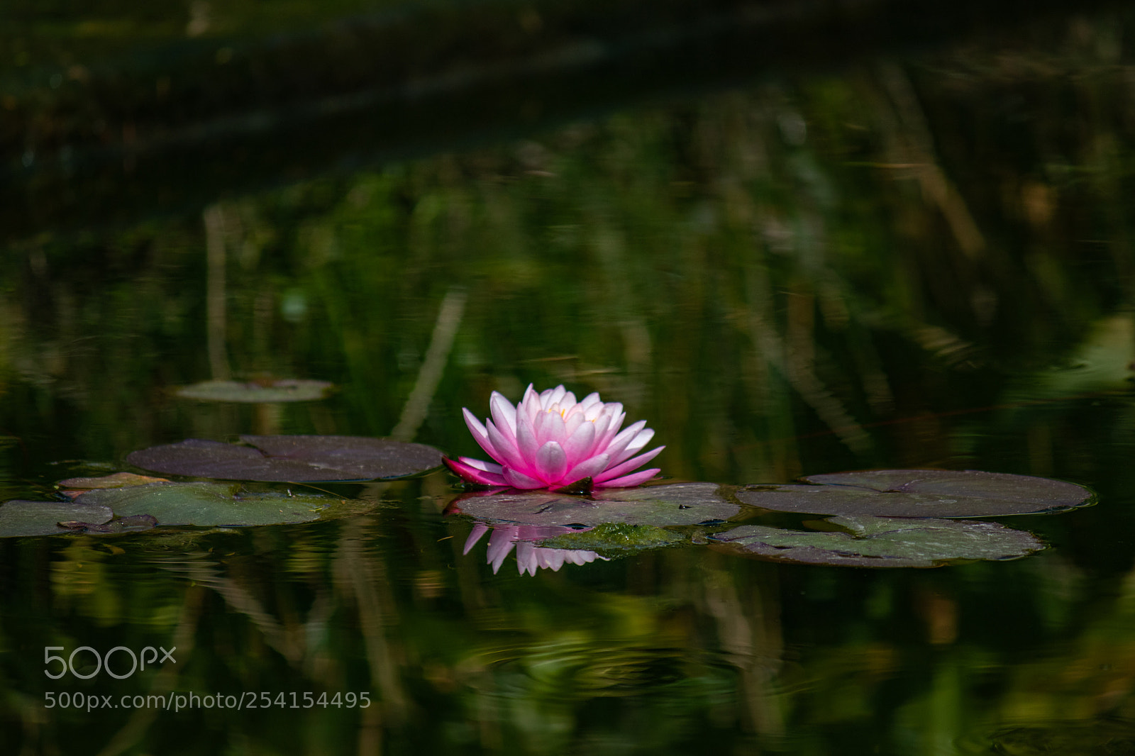 Canon EOS 80D sample photo. Water lily photography