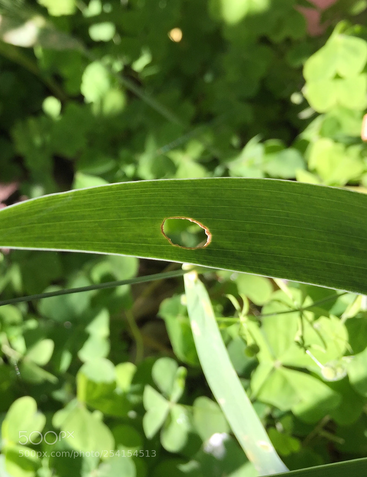 Apple iPhone 6 sample photo. Untitled photography