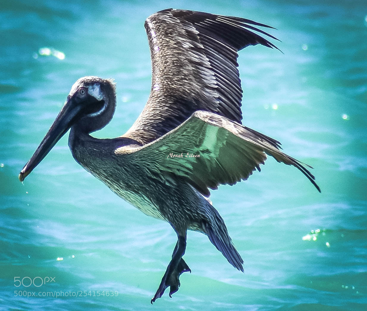 Nikon D3400 sample photo. Pelican spread photography
