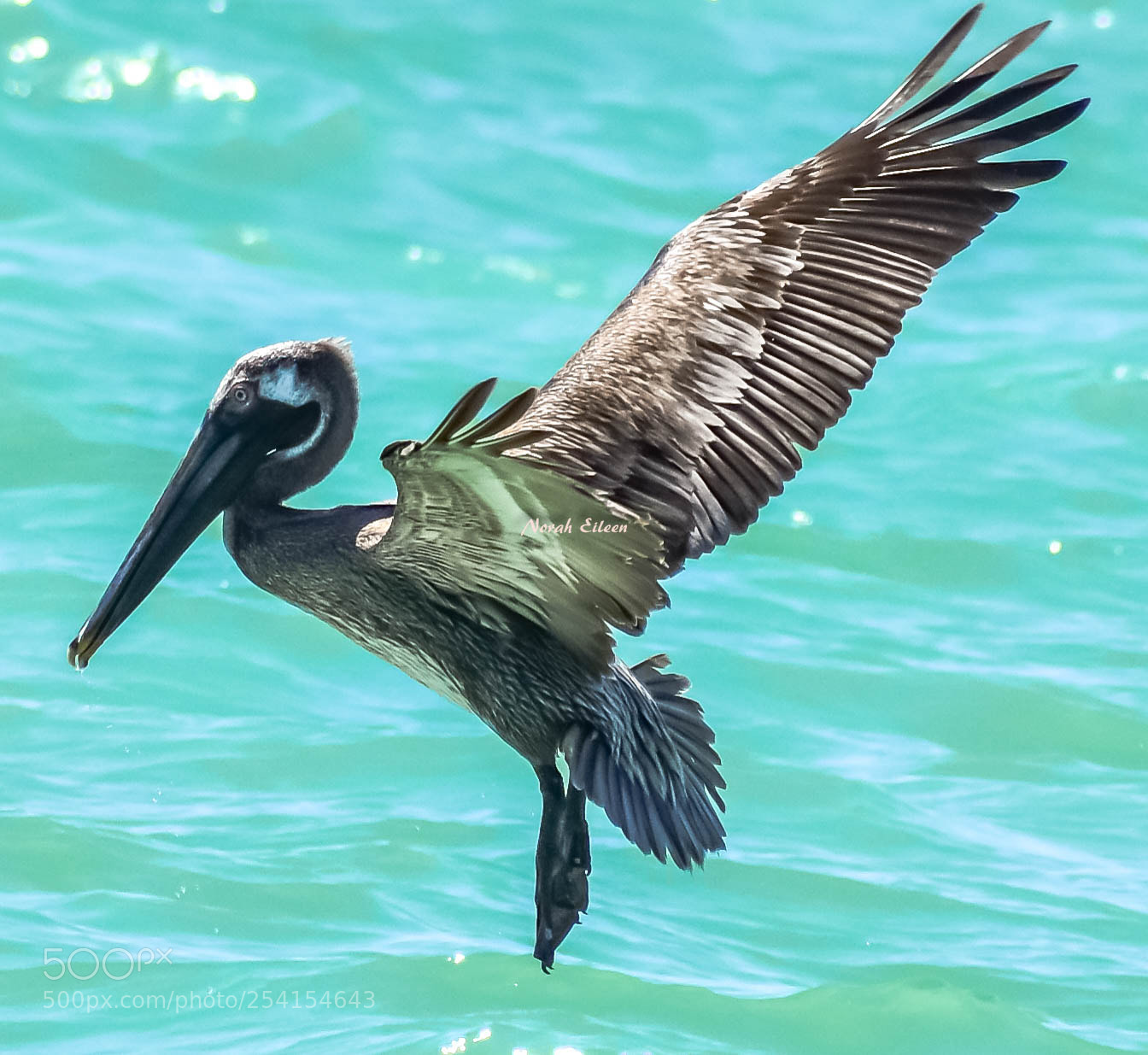 Nikon D3400 sample photo. Pelican spread photography