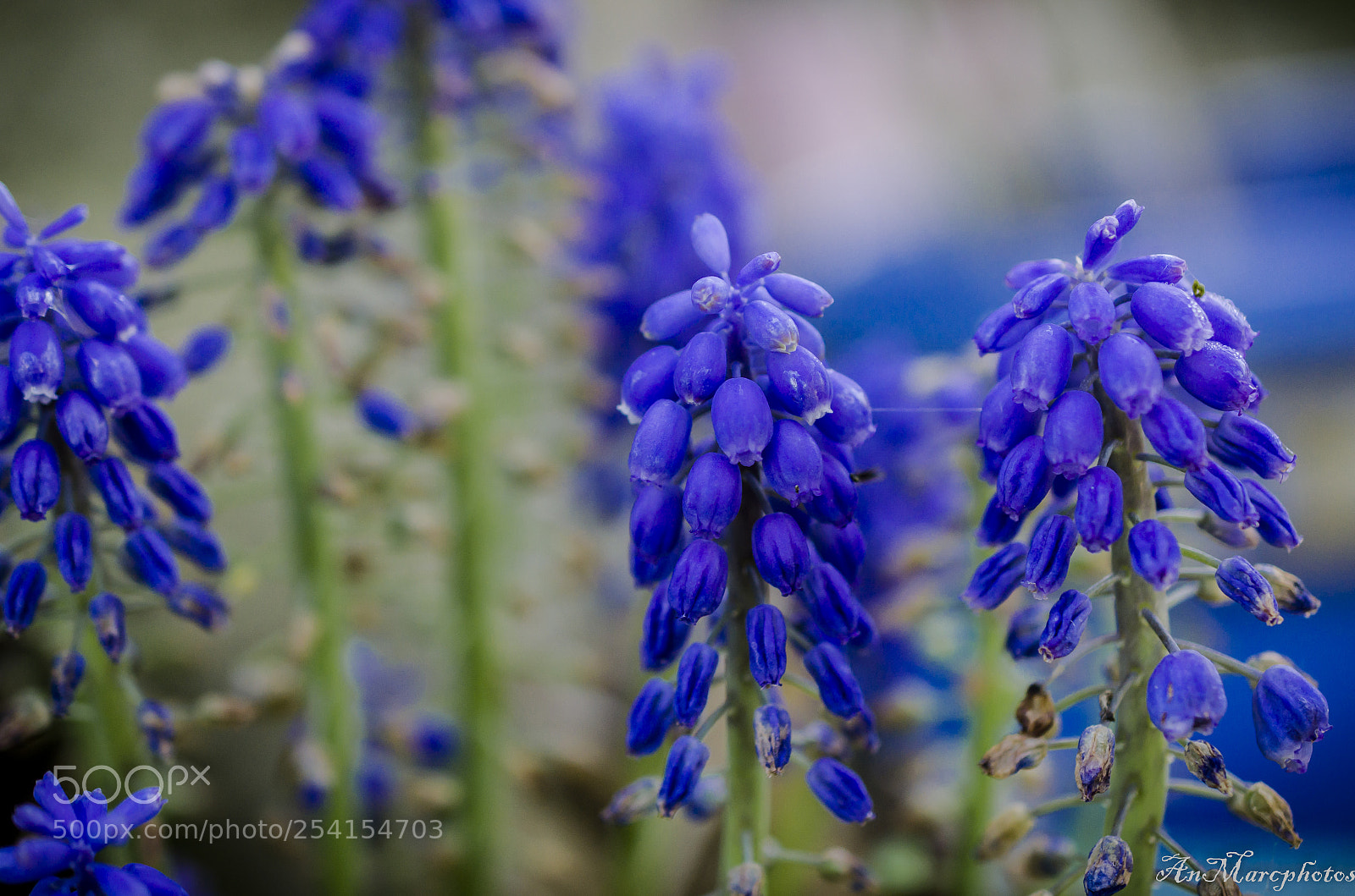 Nikon D7000 sample photo. Jacinthe sauvage photography